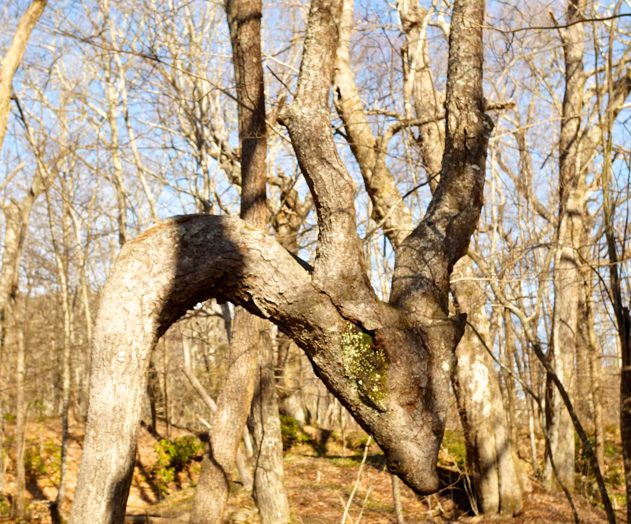 Dragon Tree