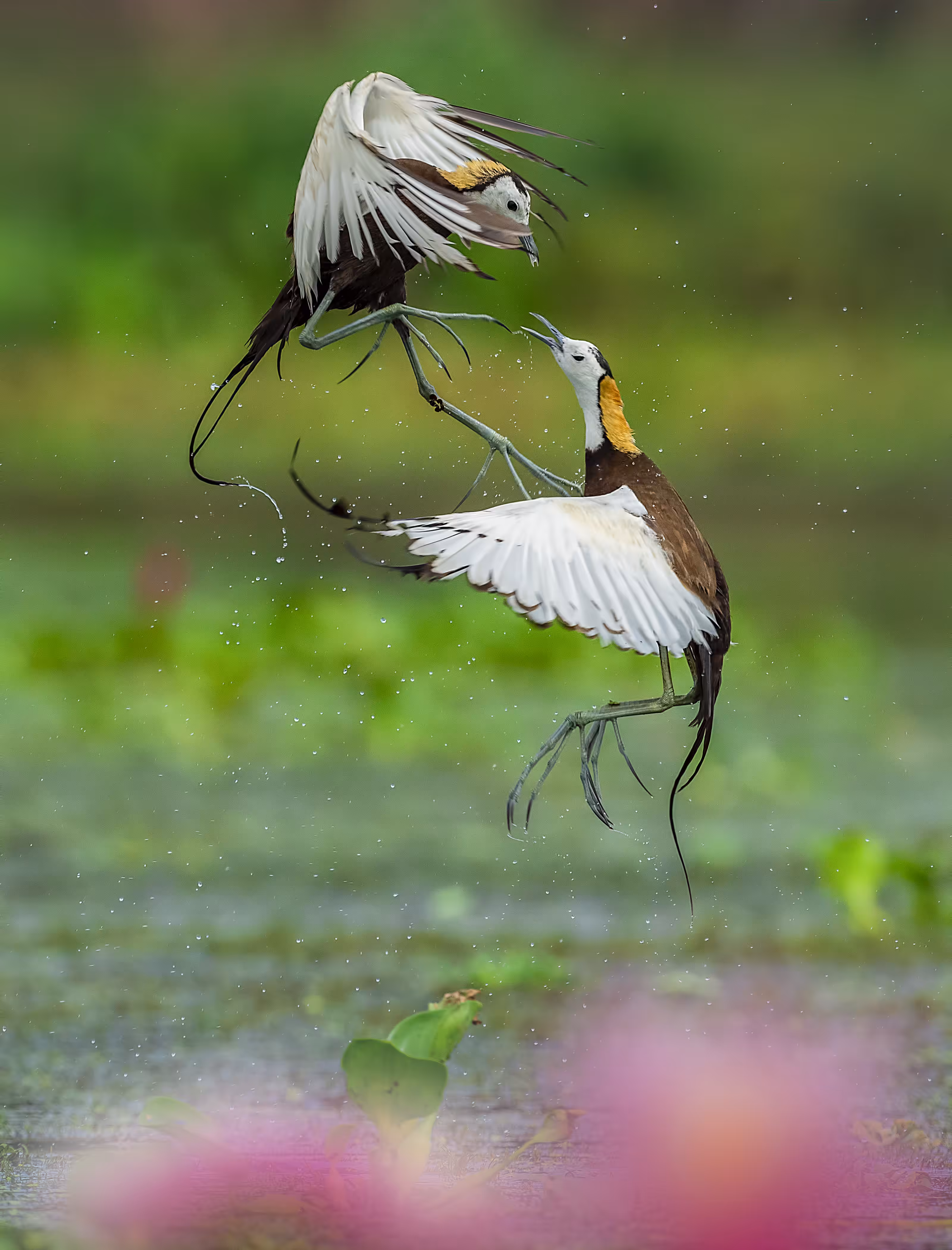 Pheasant-Tailed Jacana 