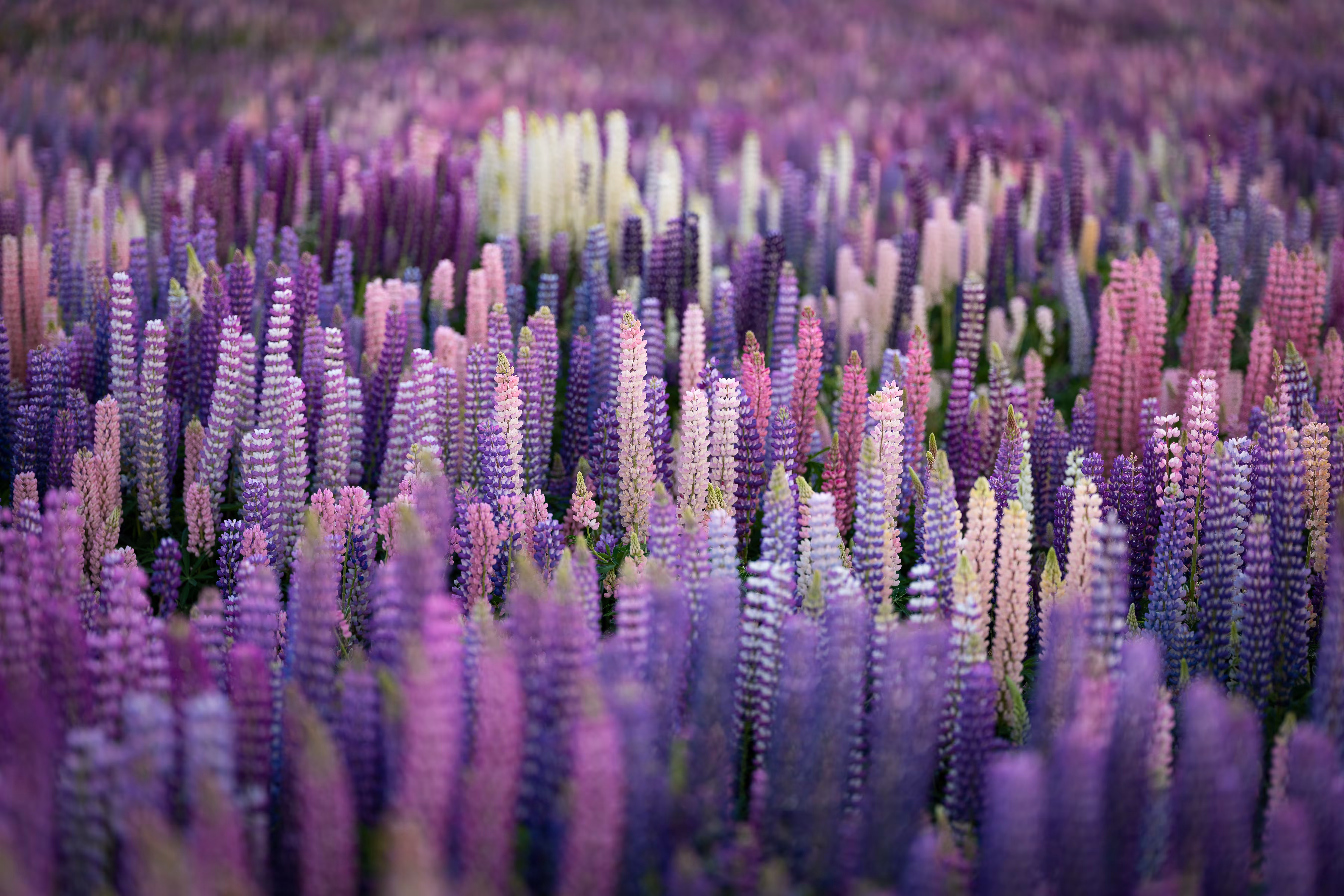 Lupine Dreams