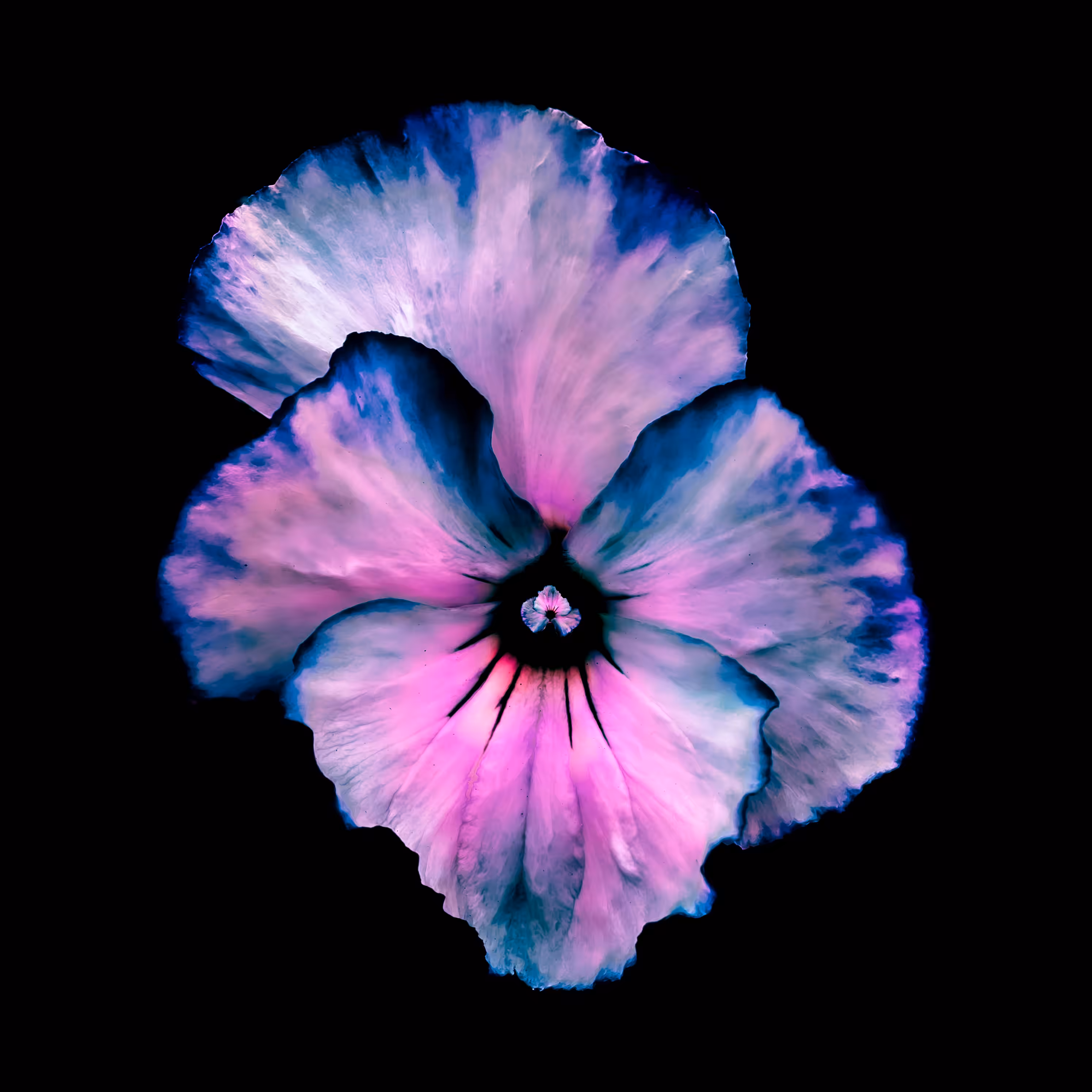 ❀.11