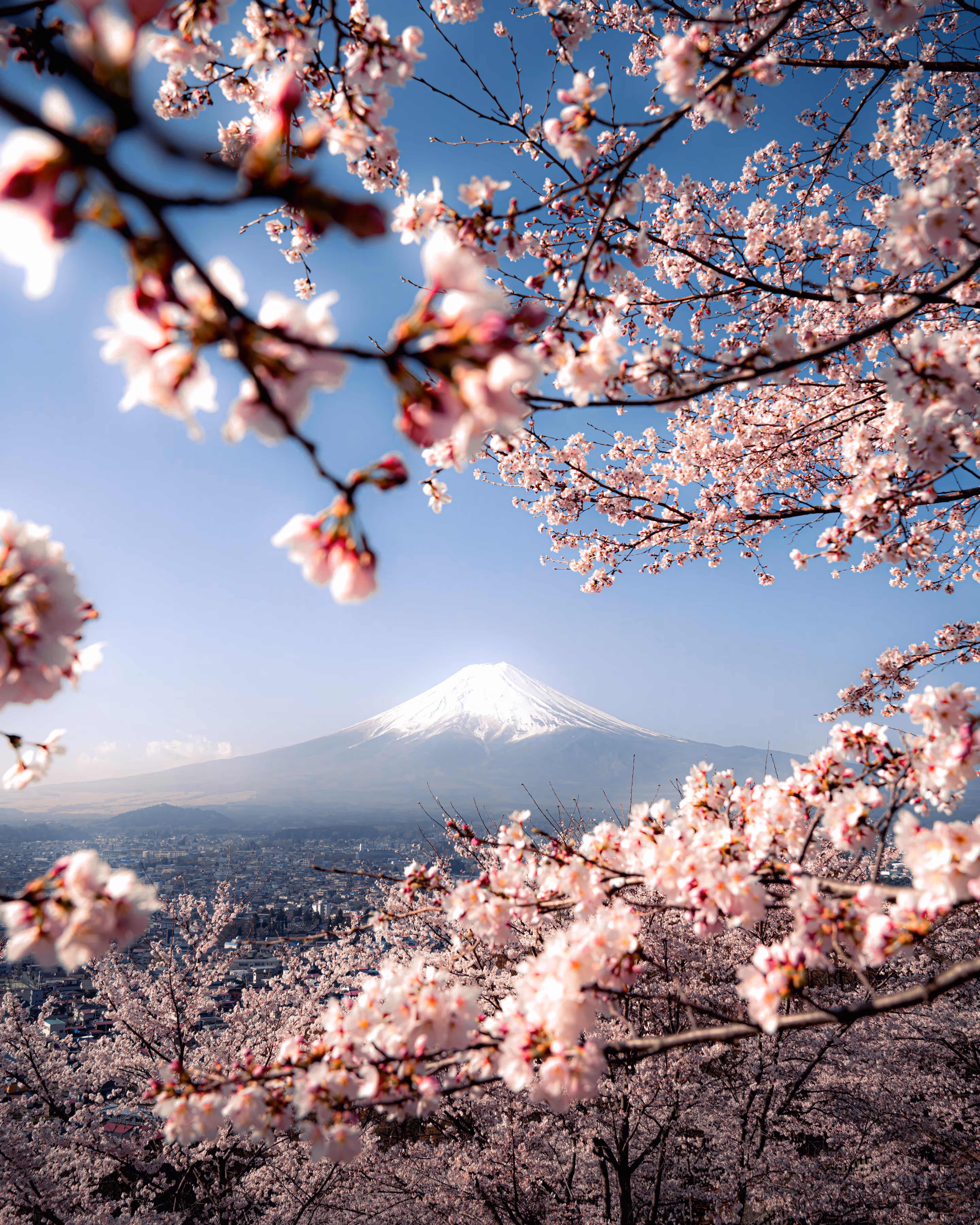 Frame of Sakura