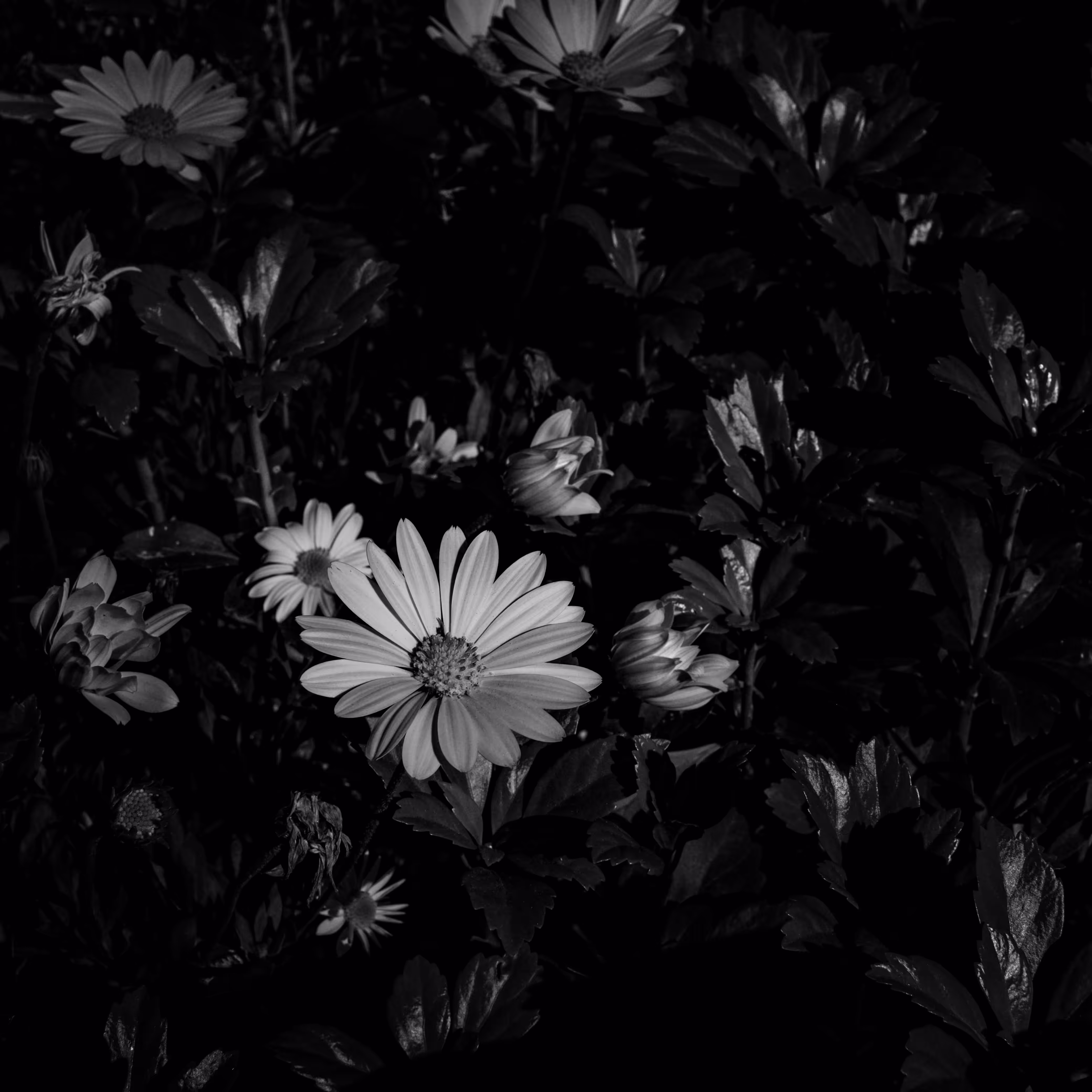 You're A Daisy If You Do
