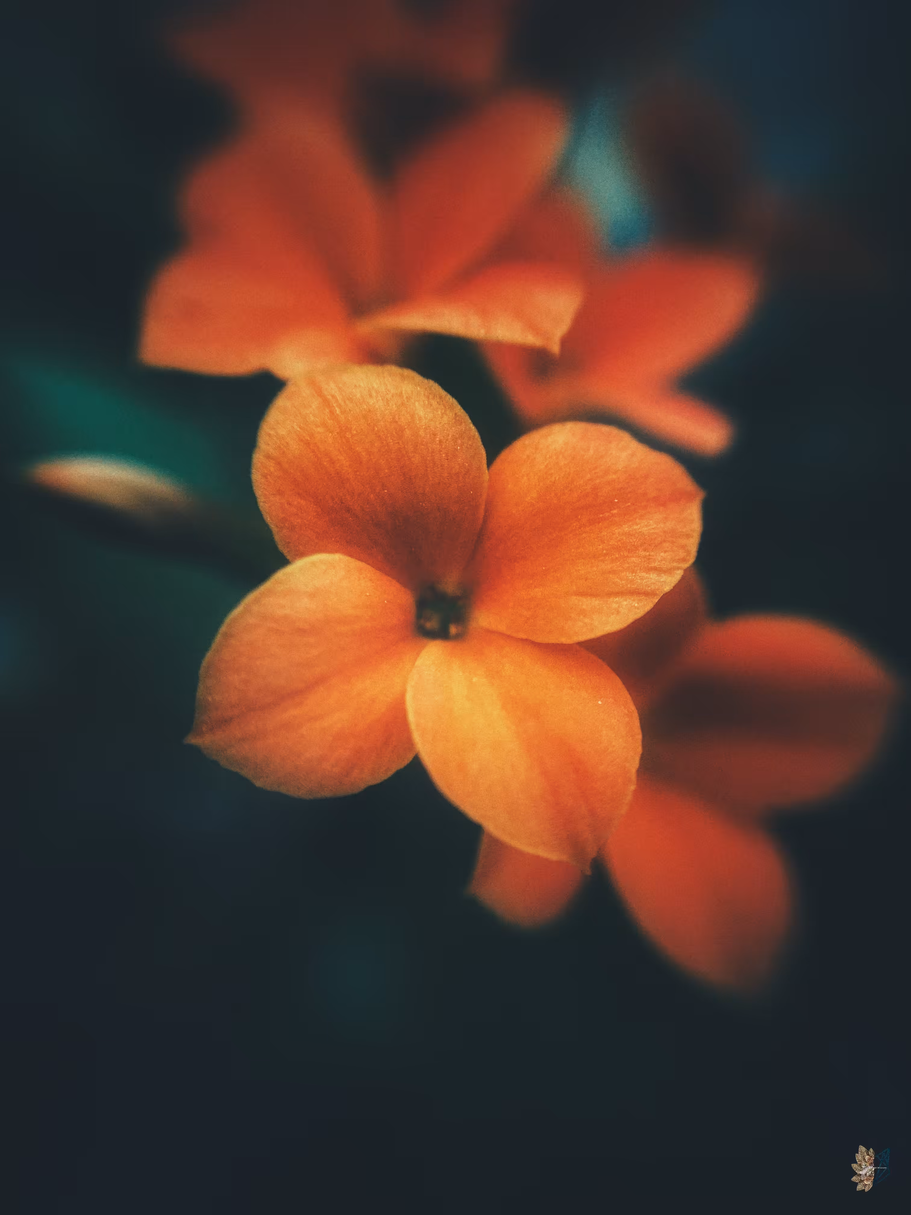 Apricot Desires