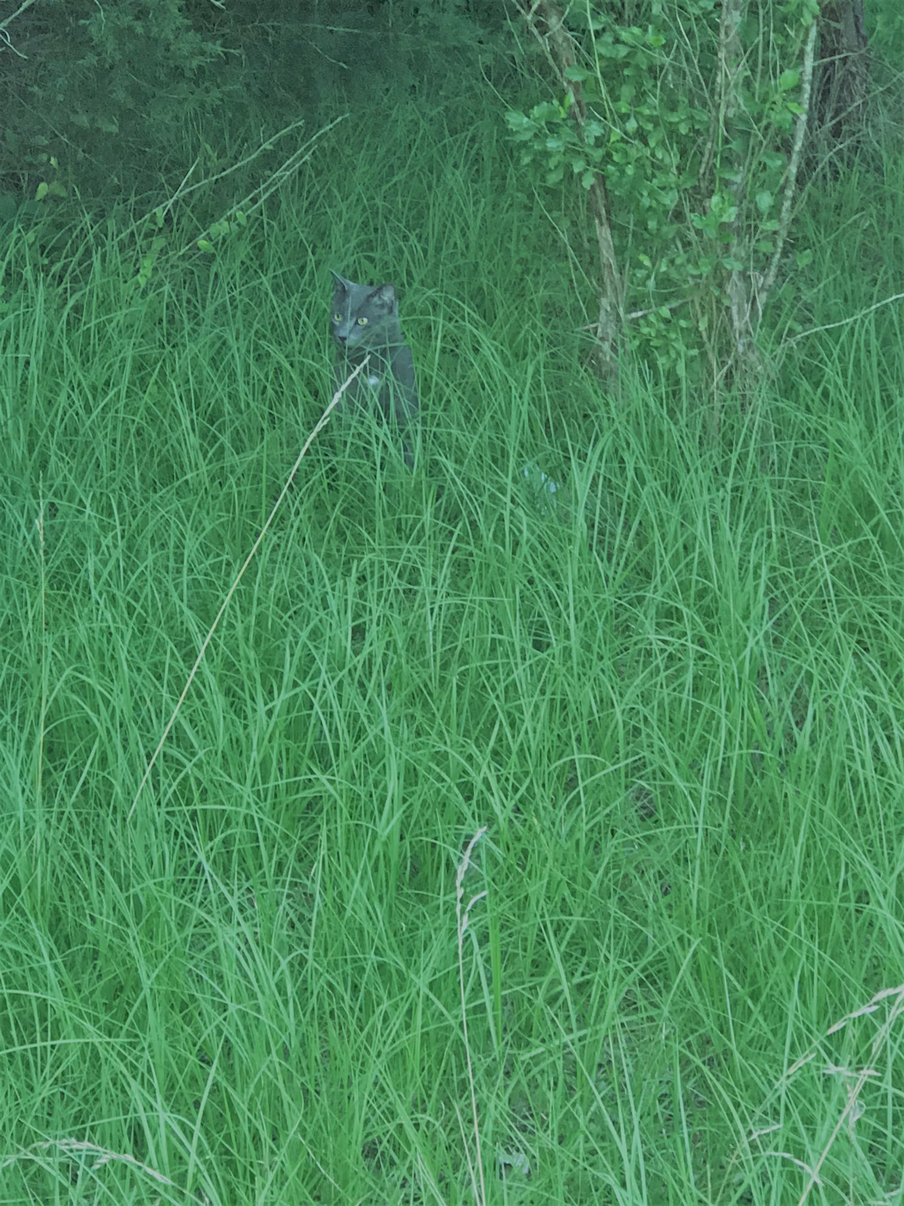 Grass Cat