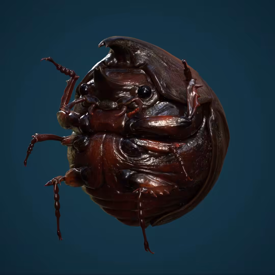 Mahogany Horned Beetle