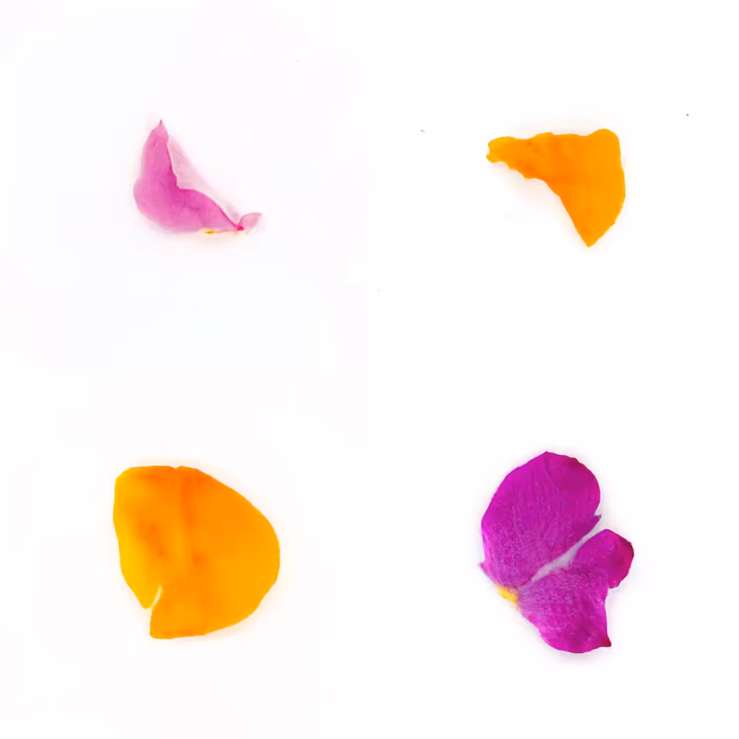 Infinite Petals 2x2#20088