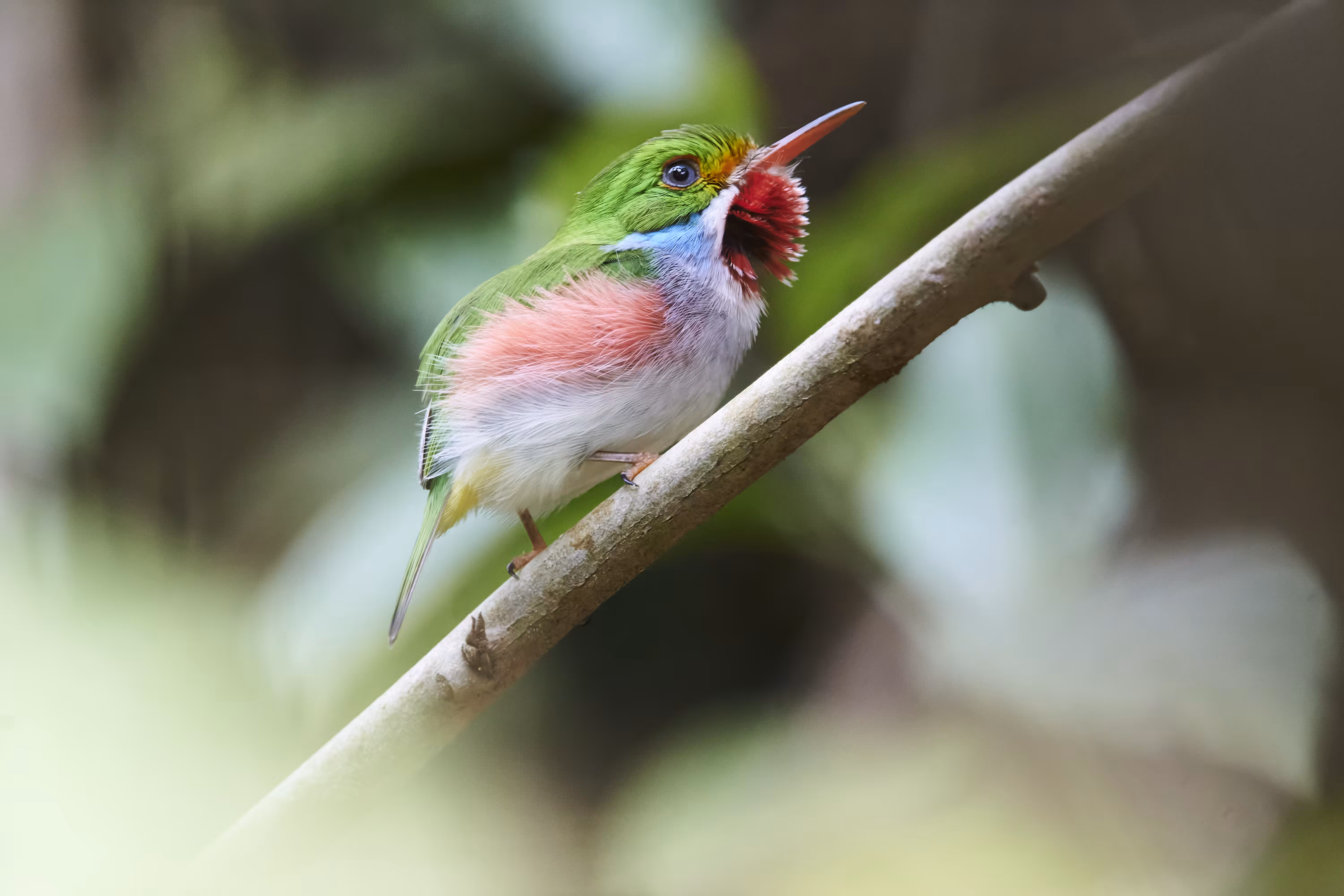 Cuban tody