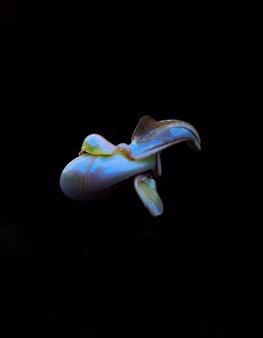 Emilia Trevisani - Embryo Cladocerorum
