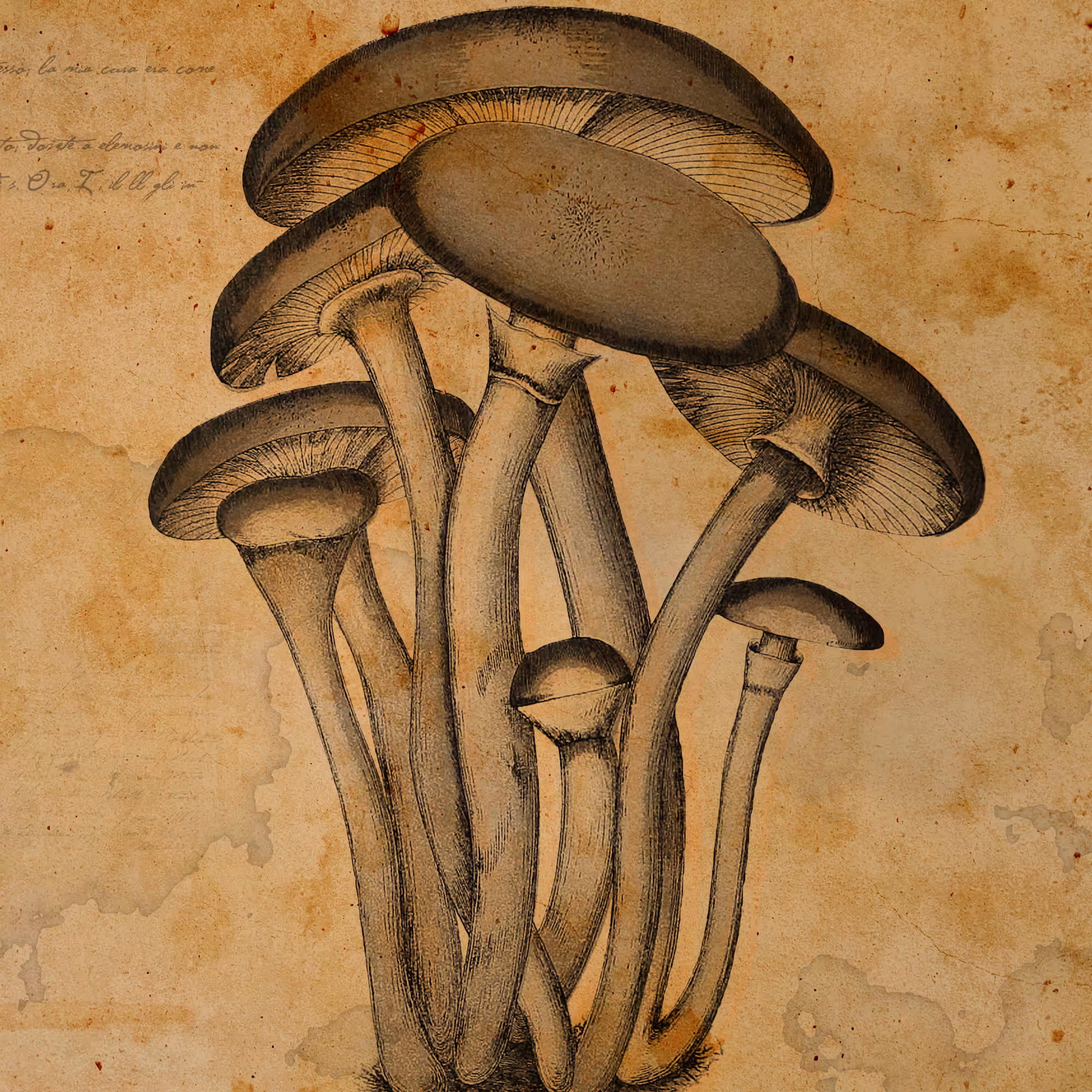 Fungus #6, Hypholoma fasciculare