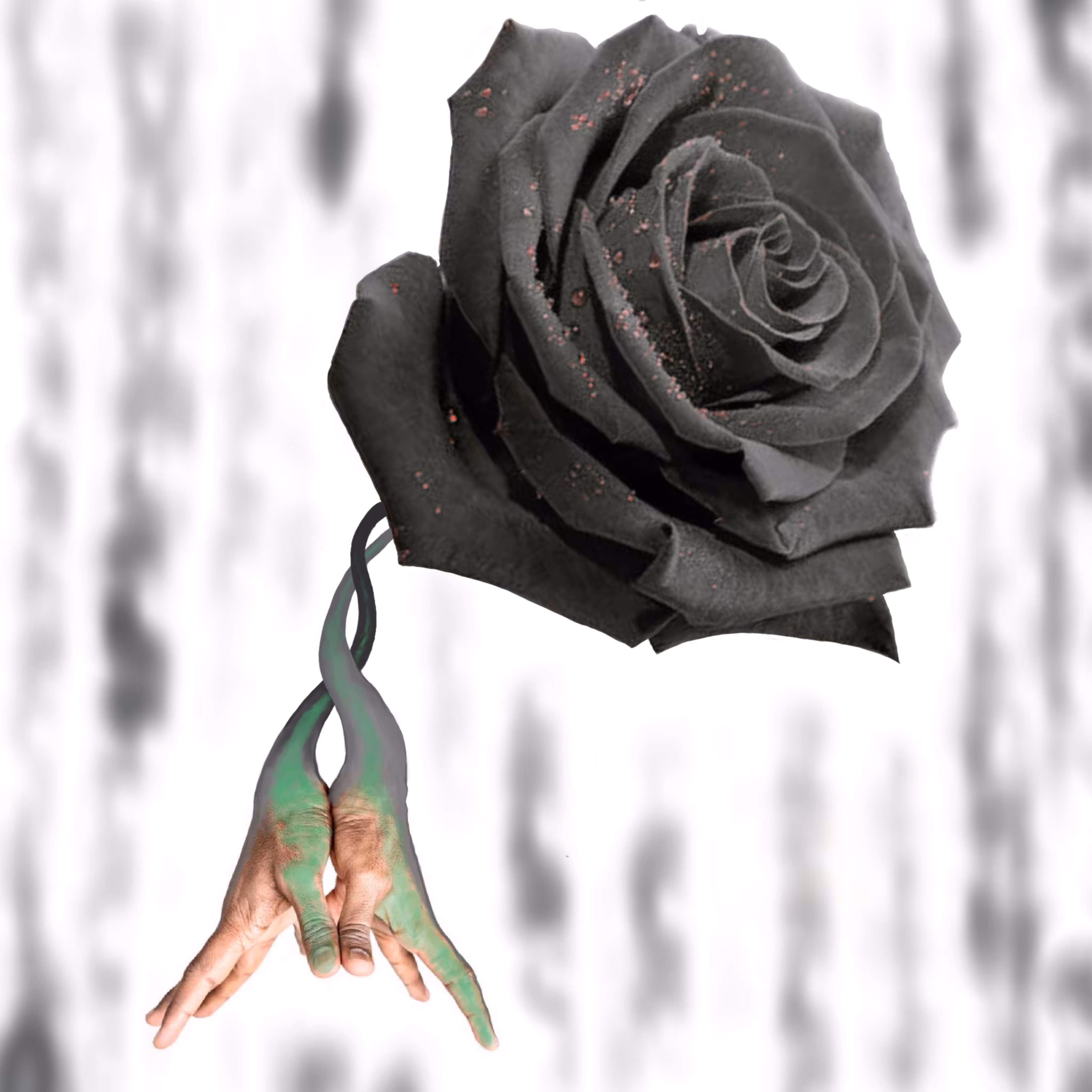 Black Rose, cdn