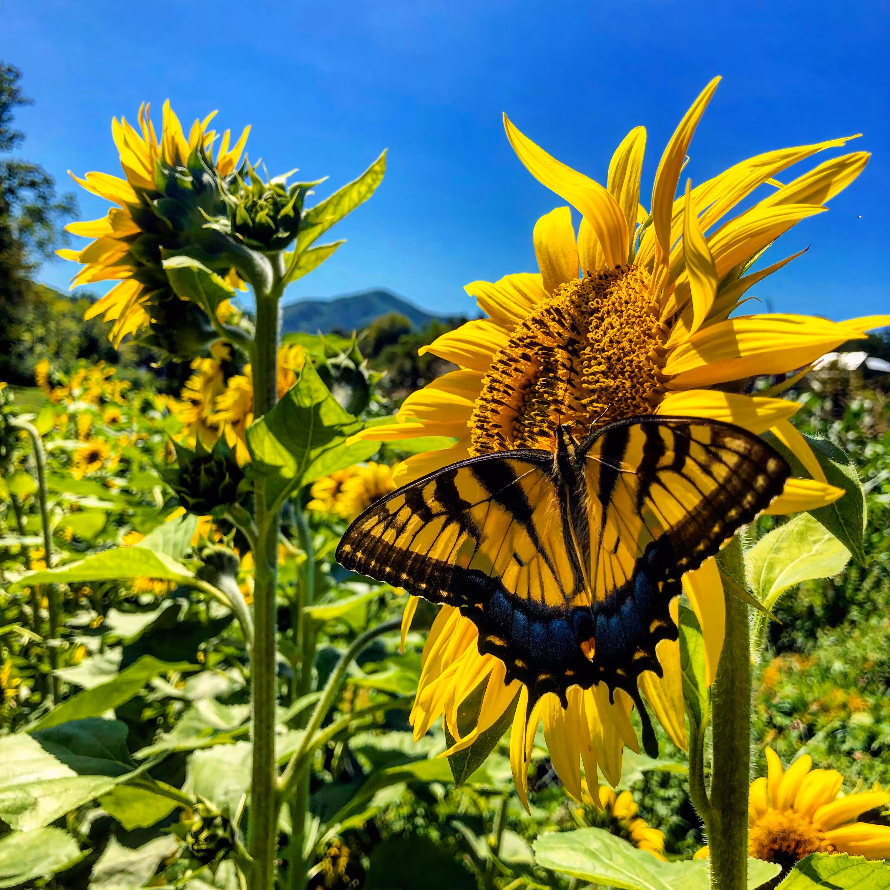 SunFly