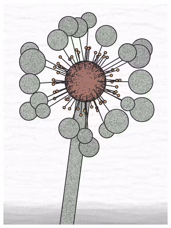 Abstract Dandelion #32