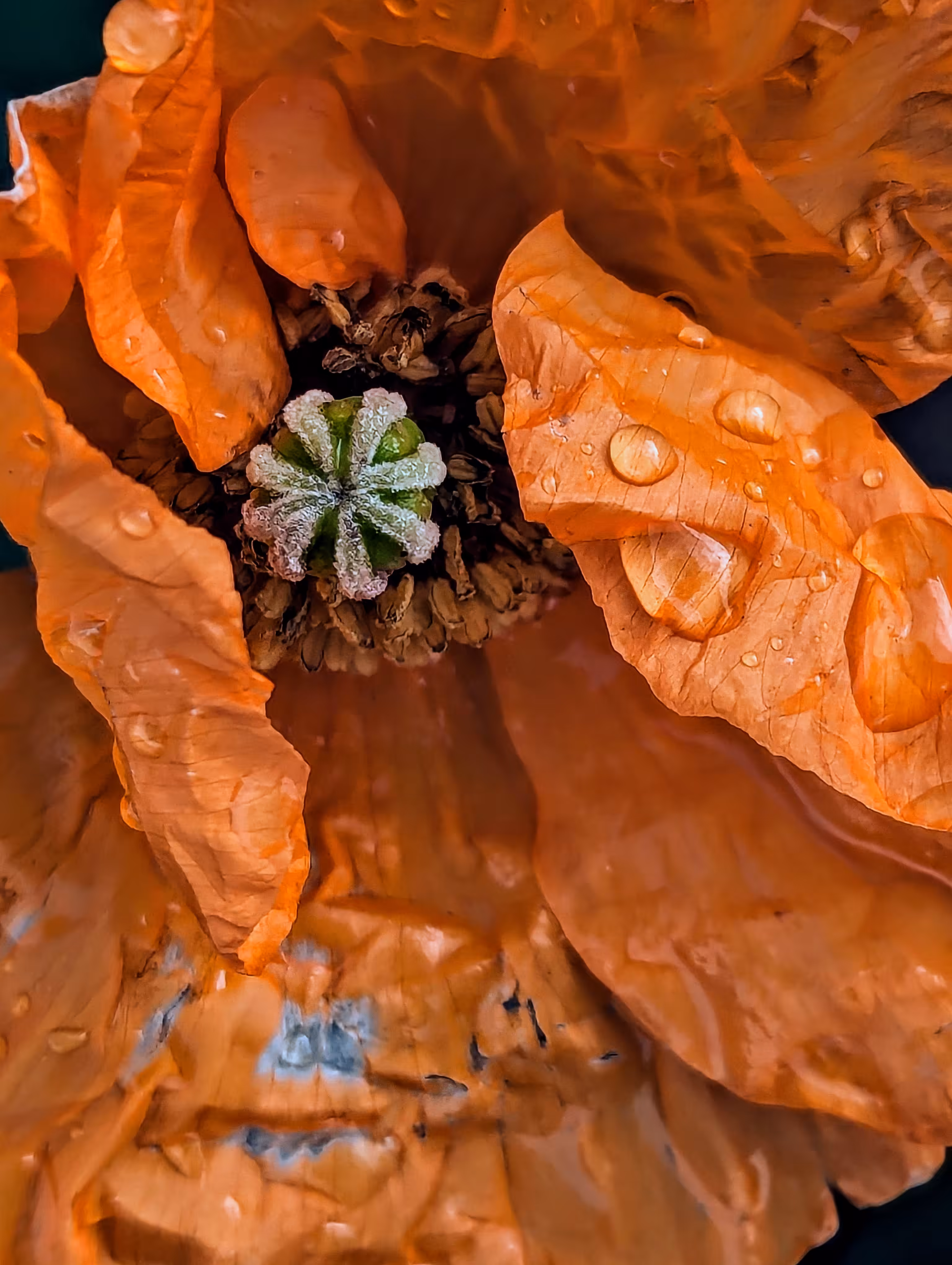 Luke_0x1 Photography : California rain