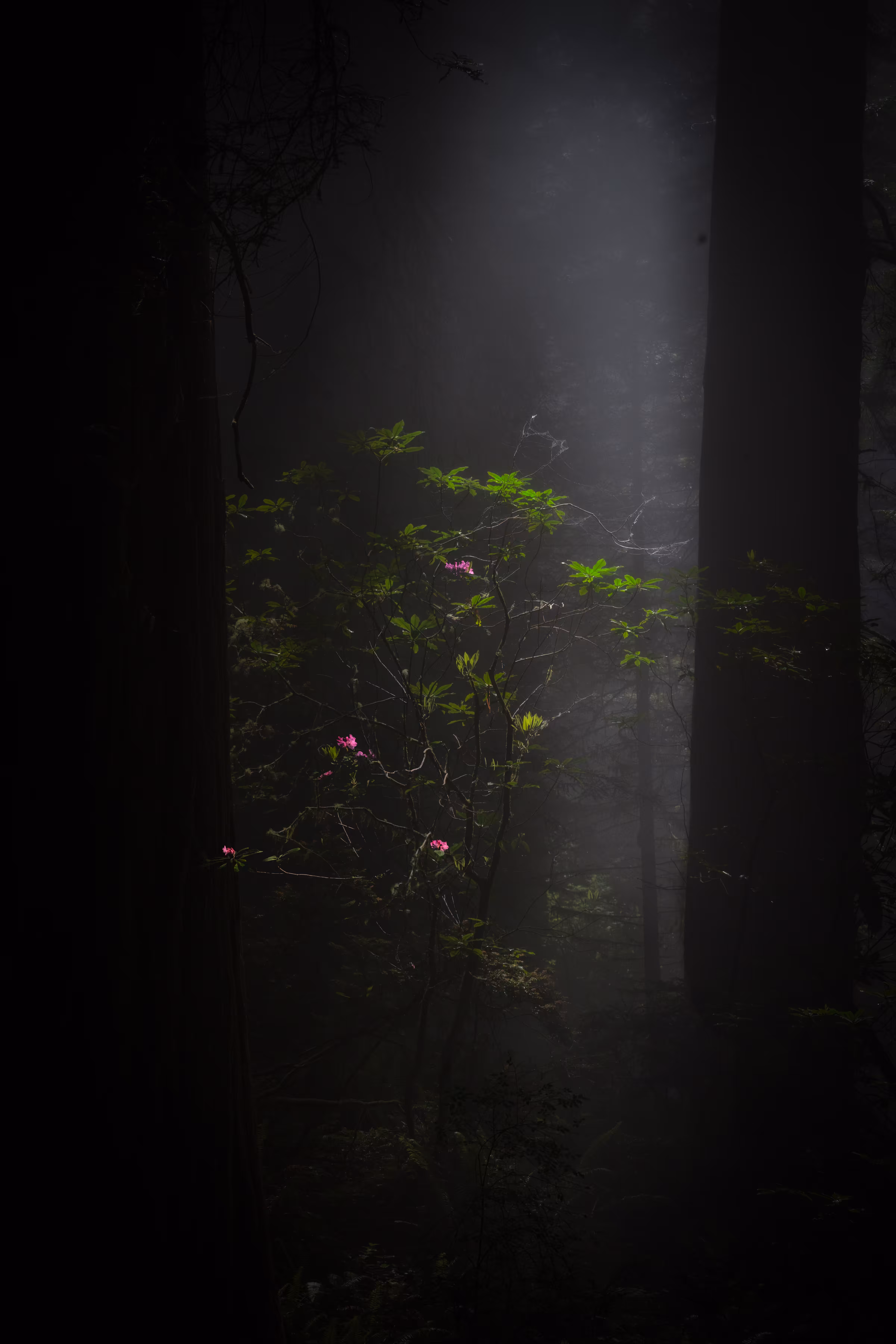#9 - "Perched Dreams"