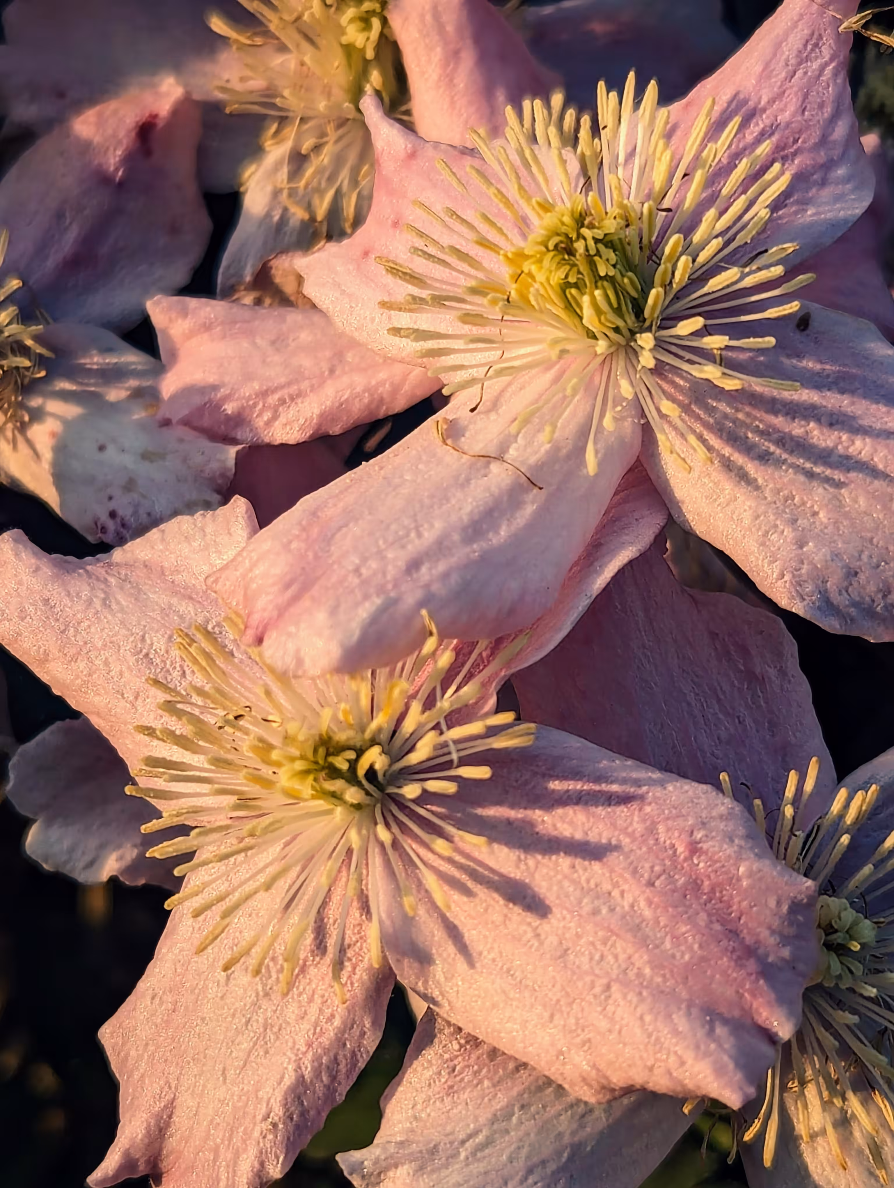 Luke_0x1 Photography : Clematis sundial