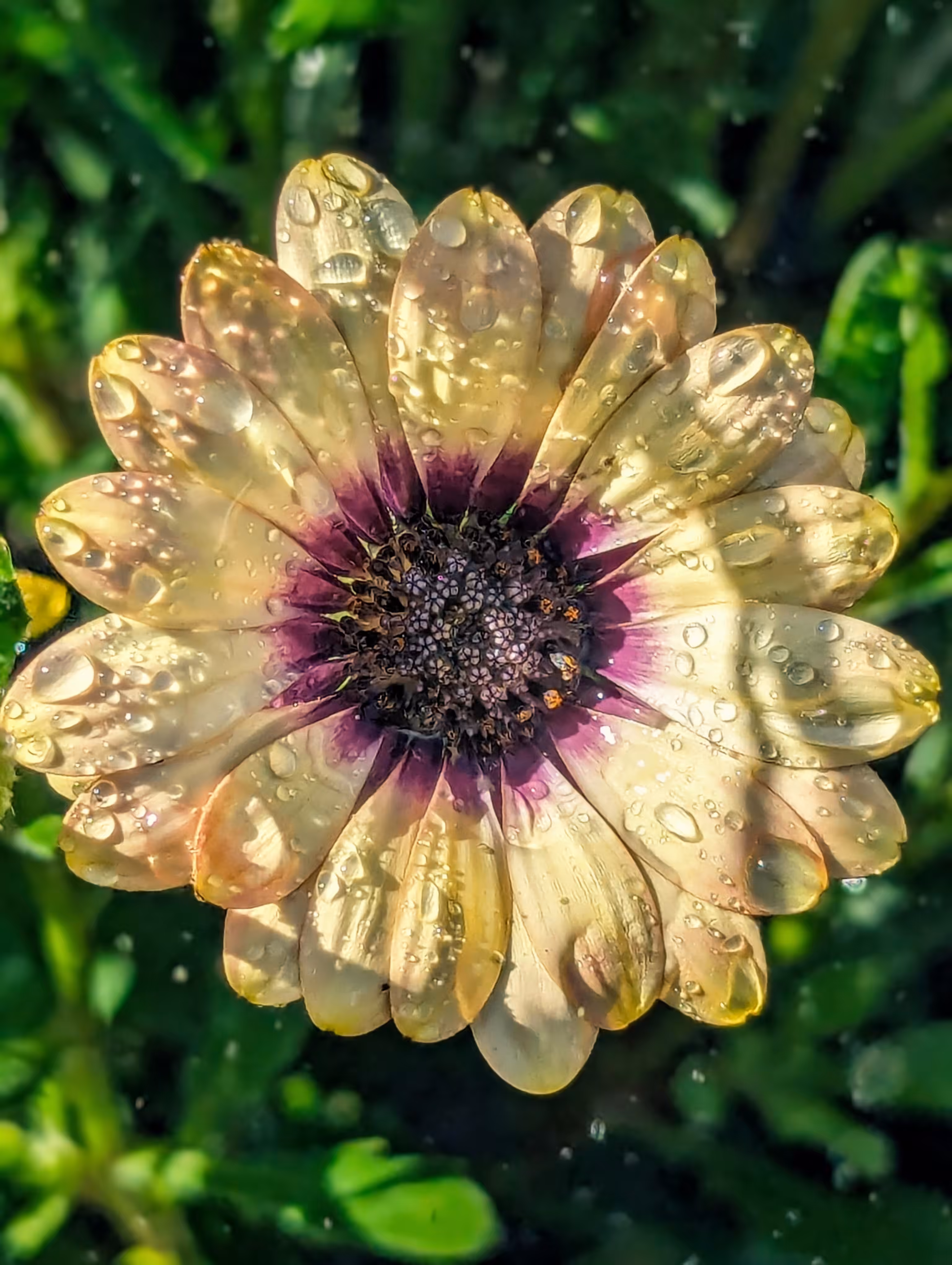 Luke_0x1 Photography : Sunshine on a daisy day