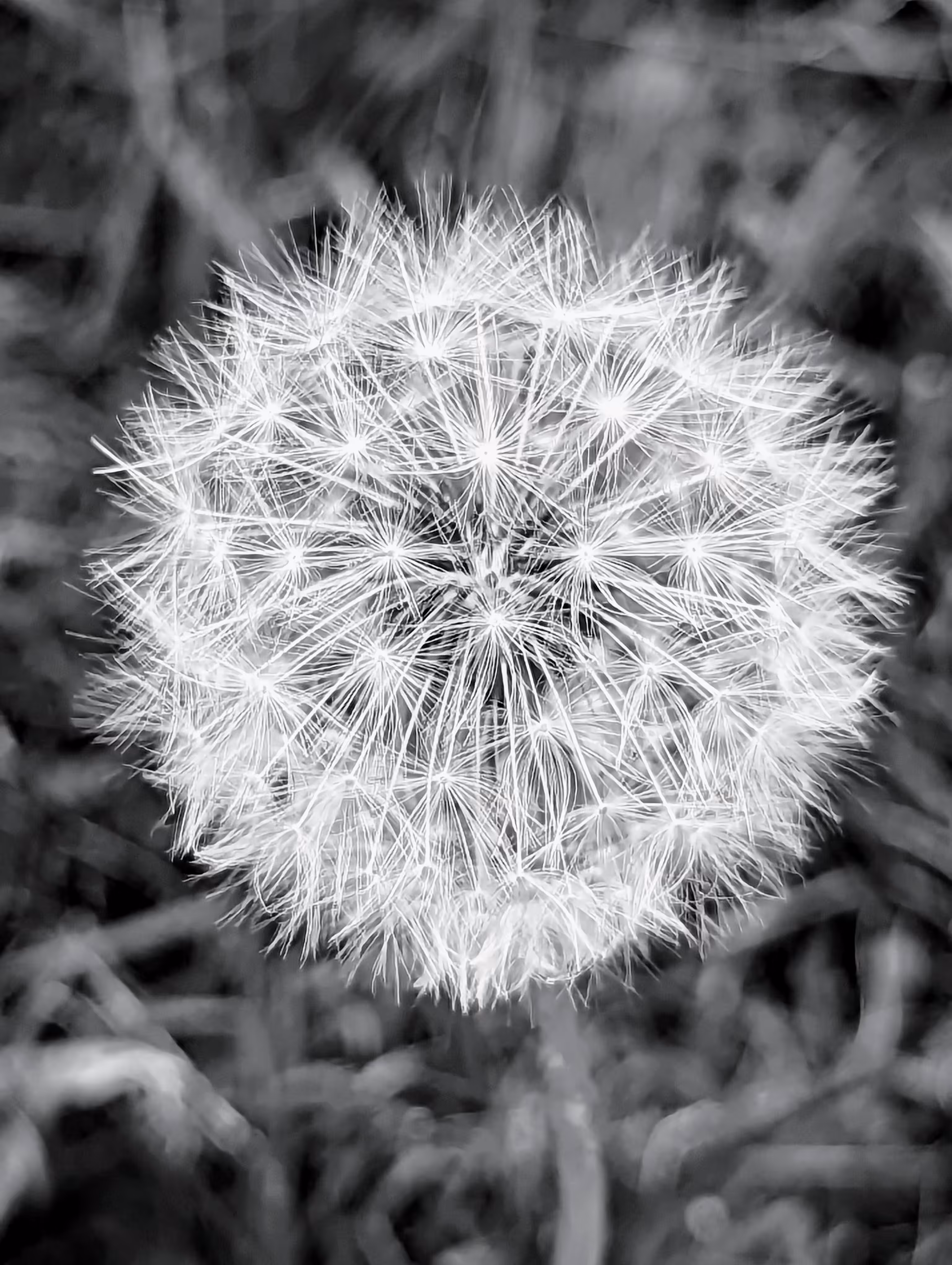 Luke_0x1 Photography : Make a wish