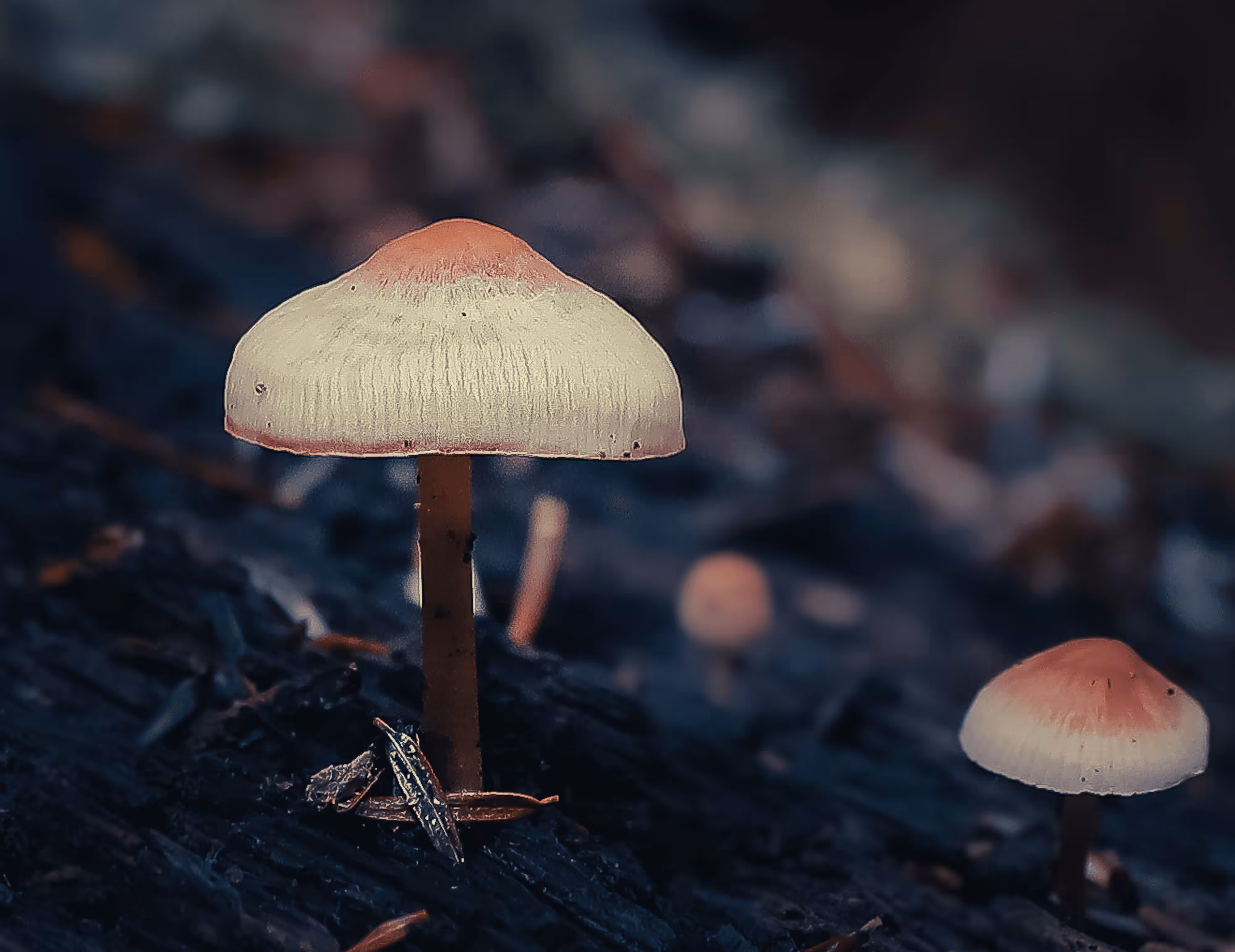 Shroom #6