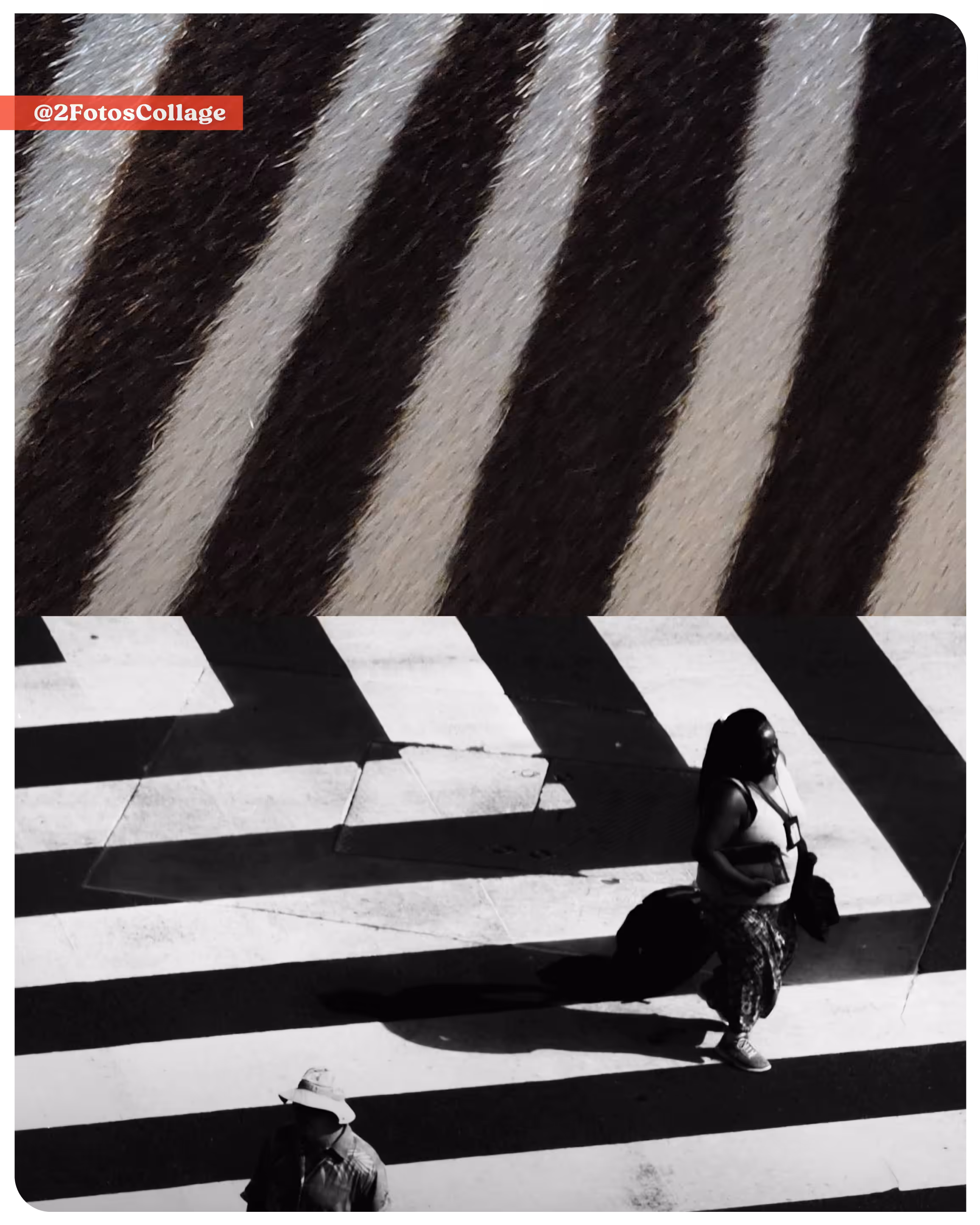 2FotosCollage Zebra01