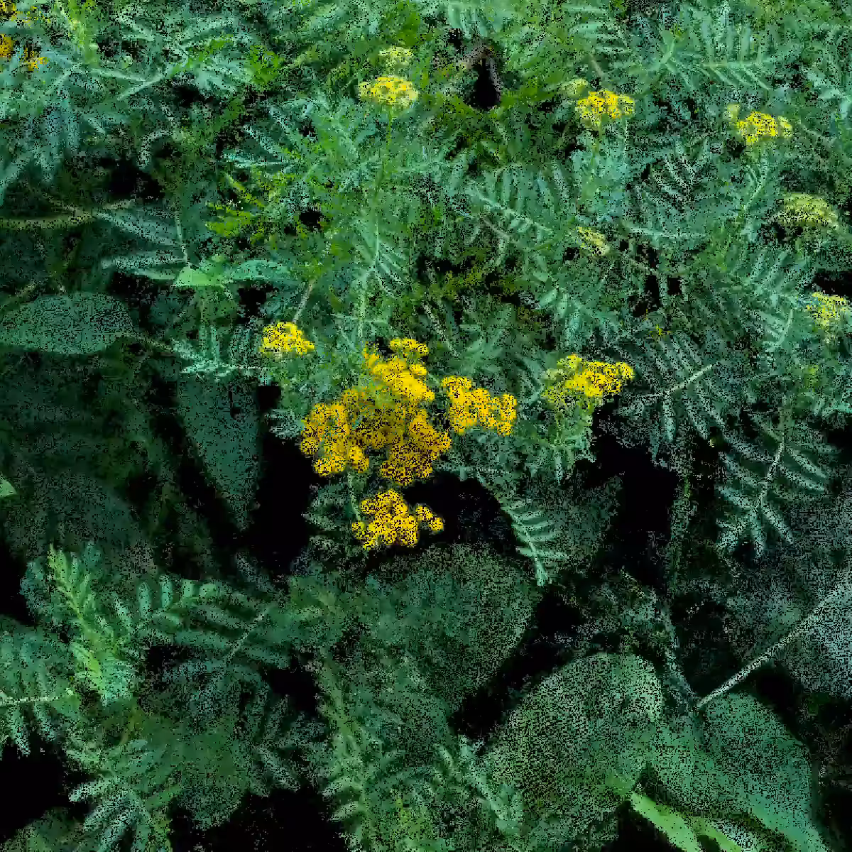 Tansy [NFT version]