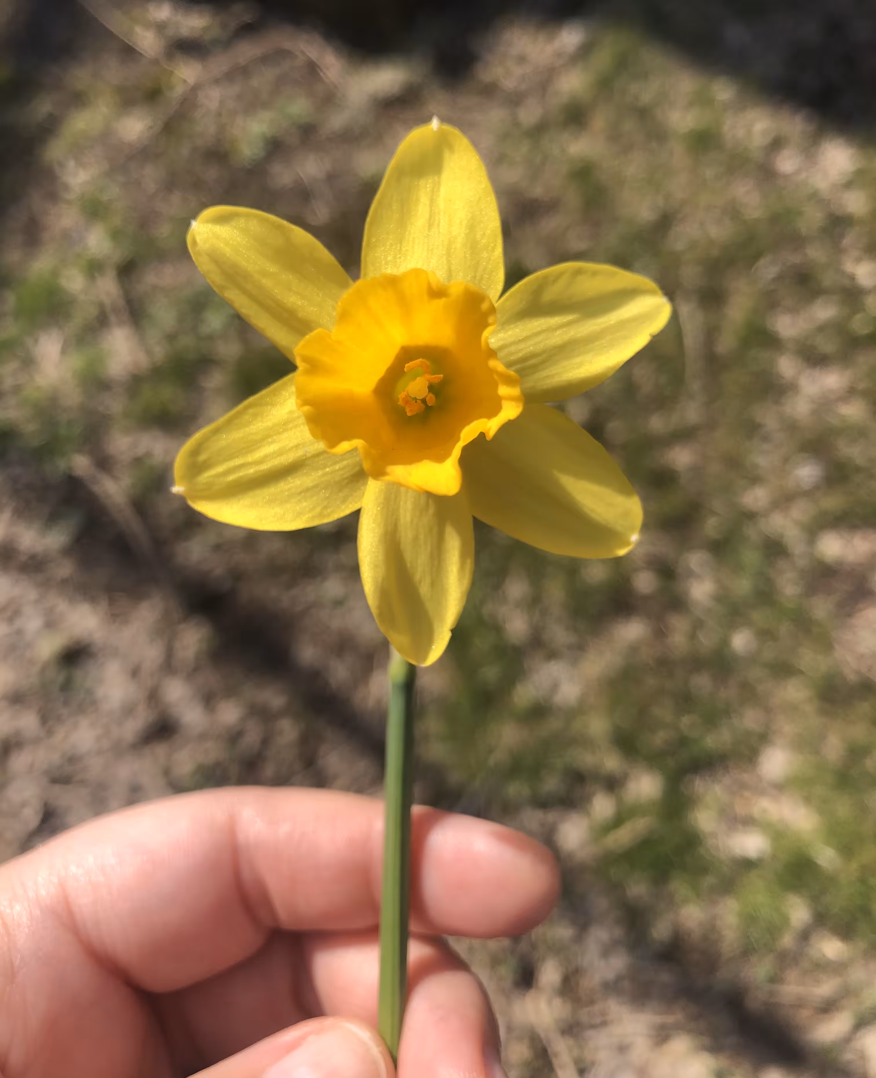 Daffodil in my hand 🌼