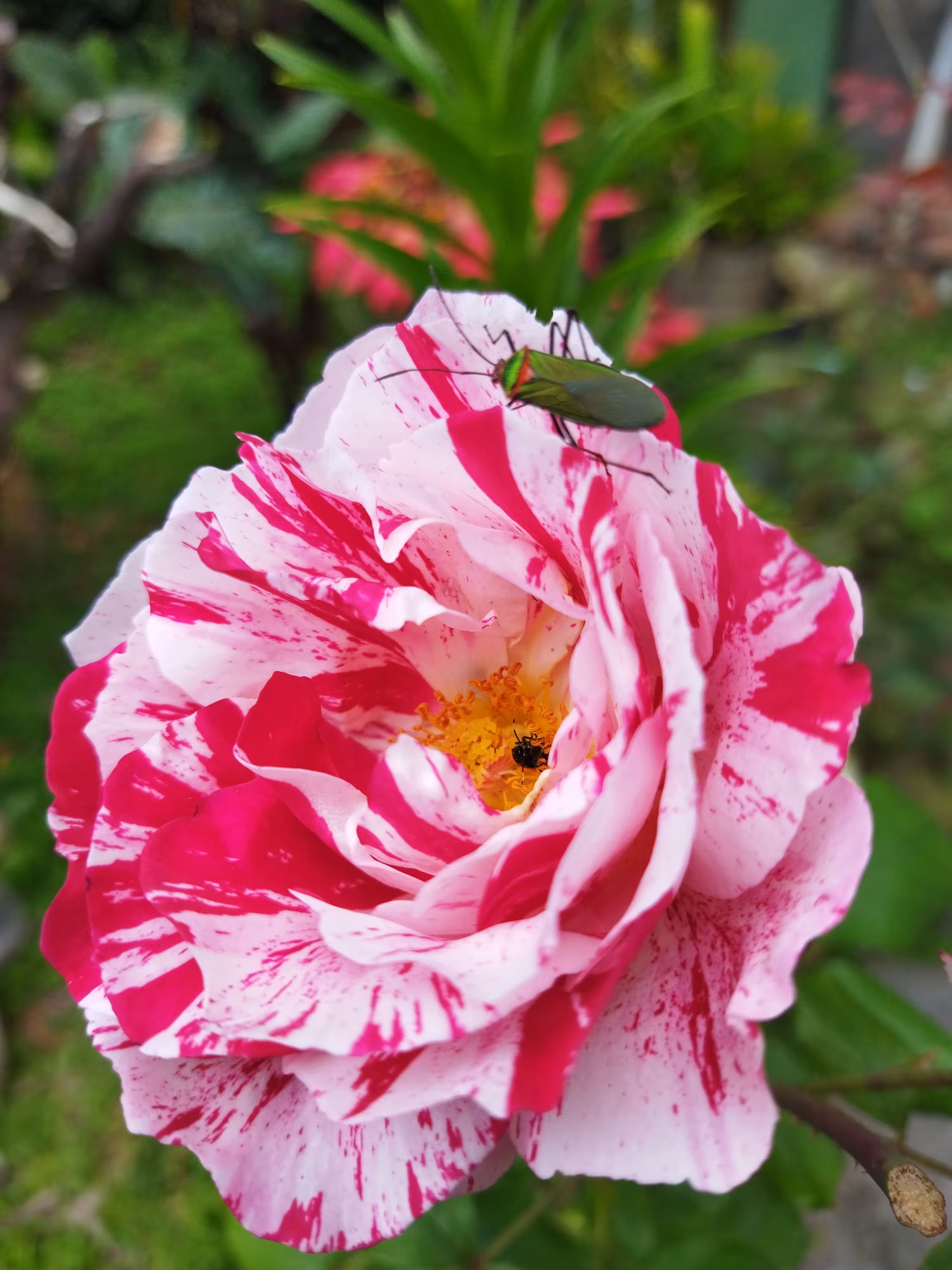 Rose