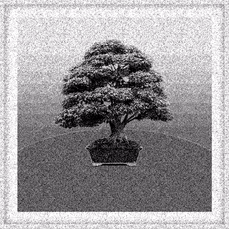 Bonsai Bonanza #272