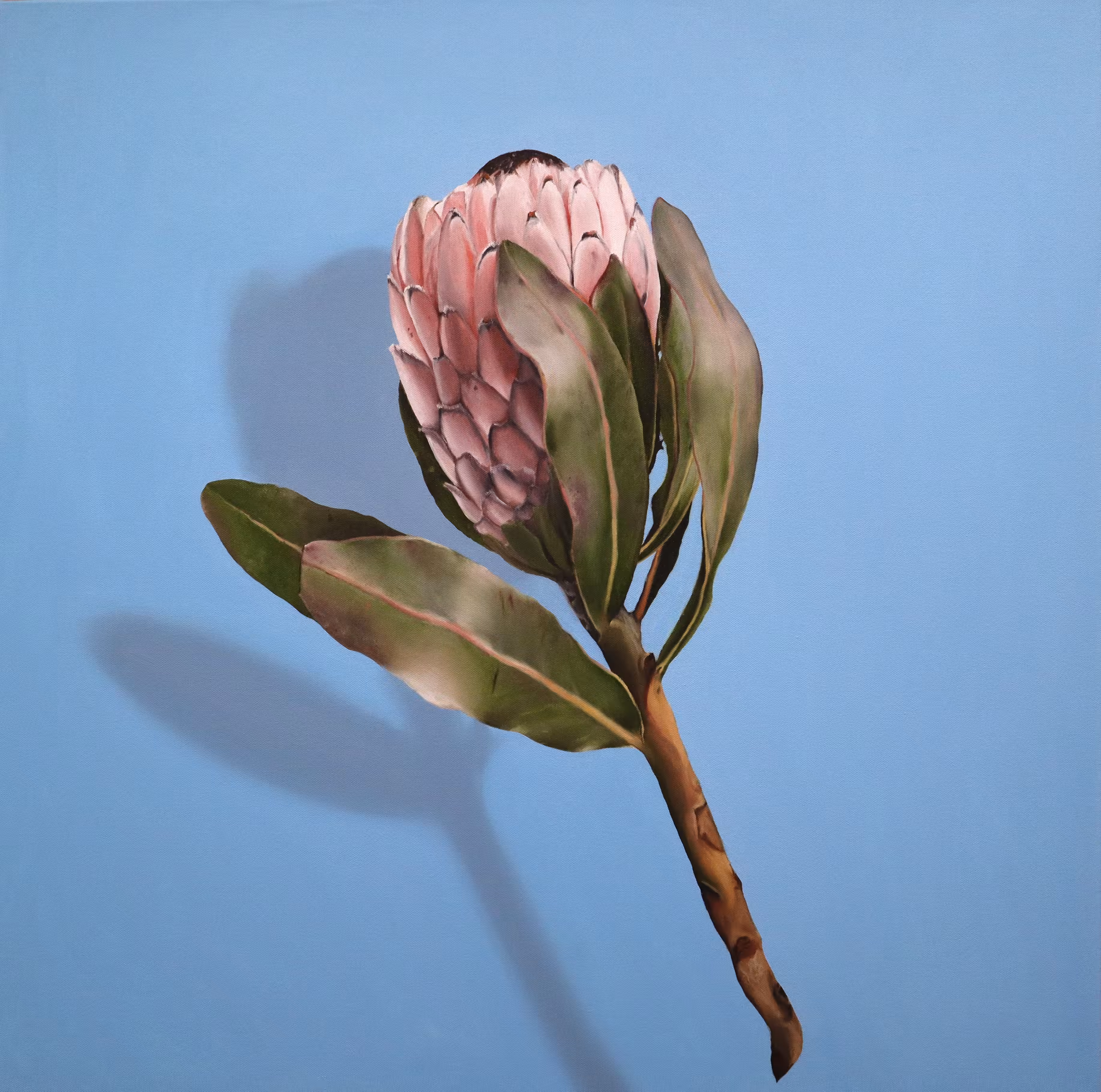 Fragile VI