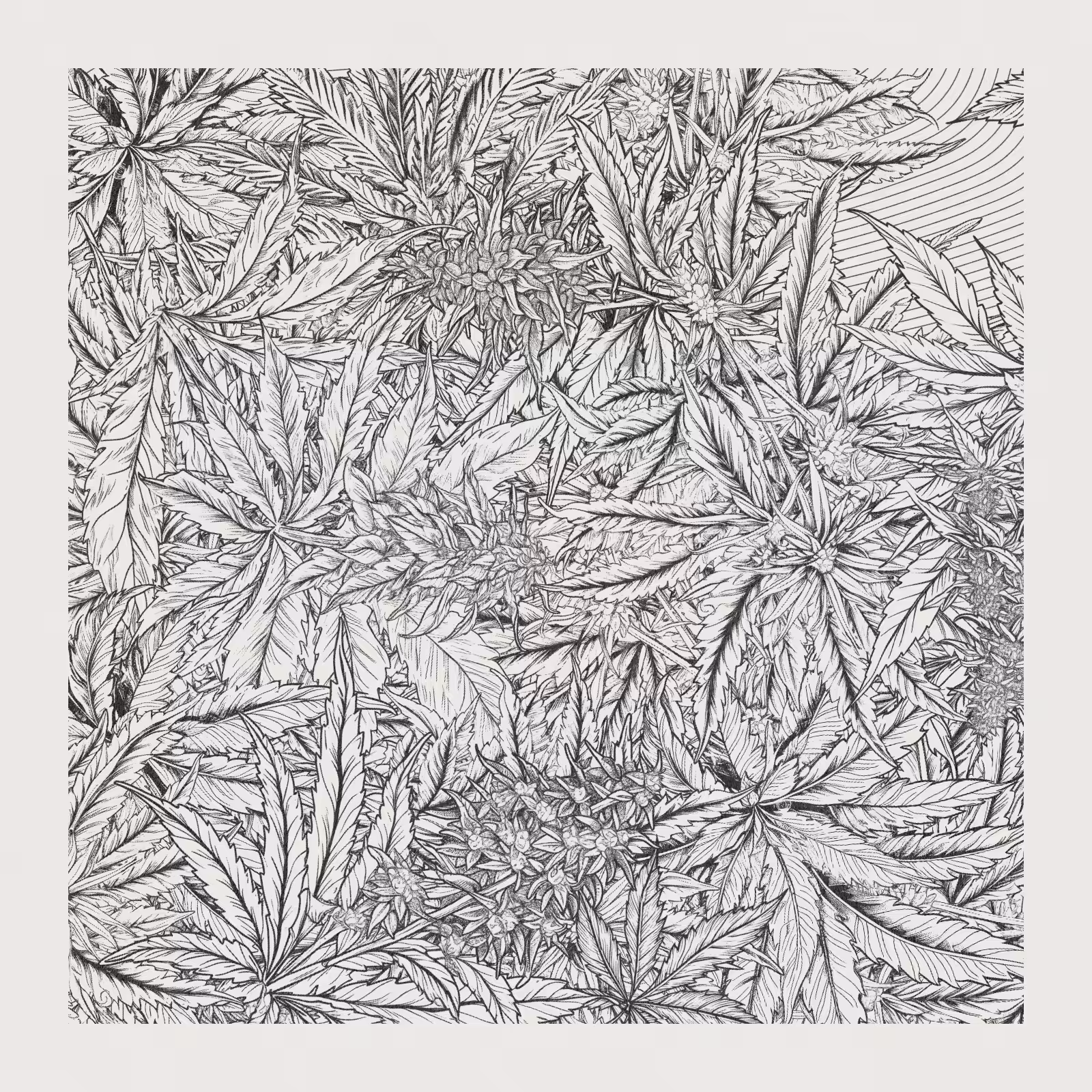 zancannabis #196