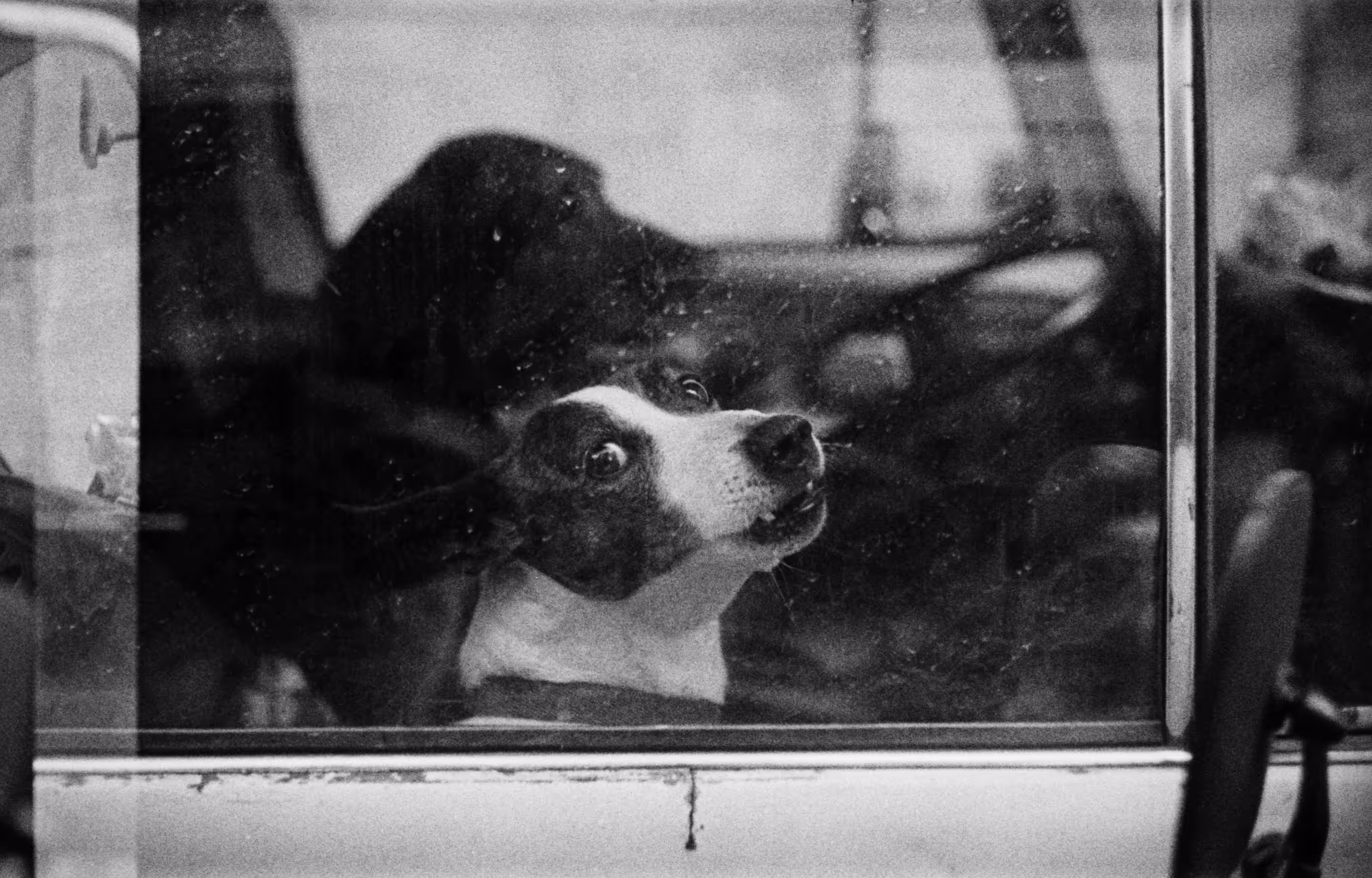 A Dog's Life #31