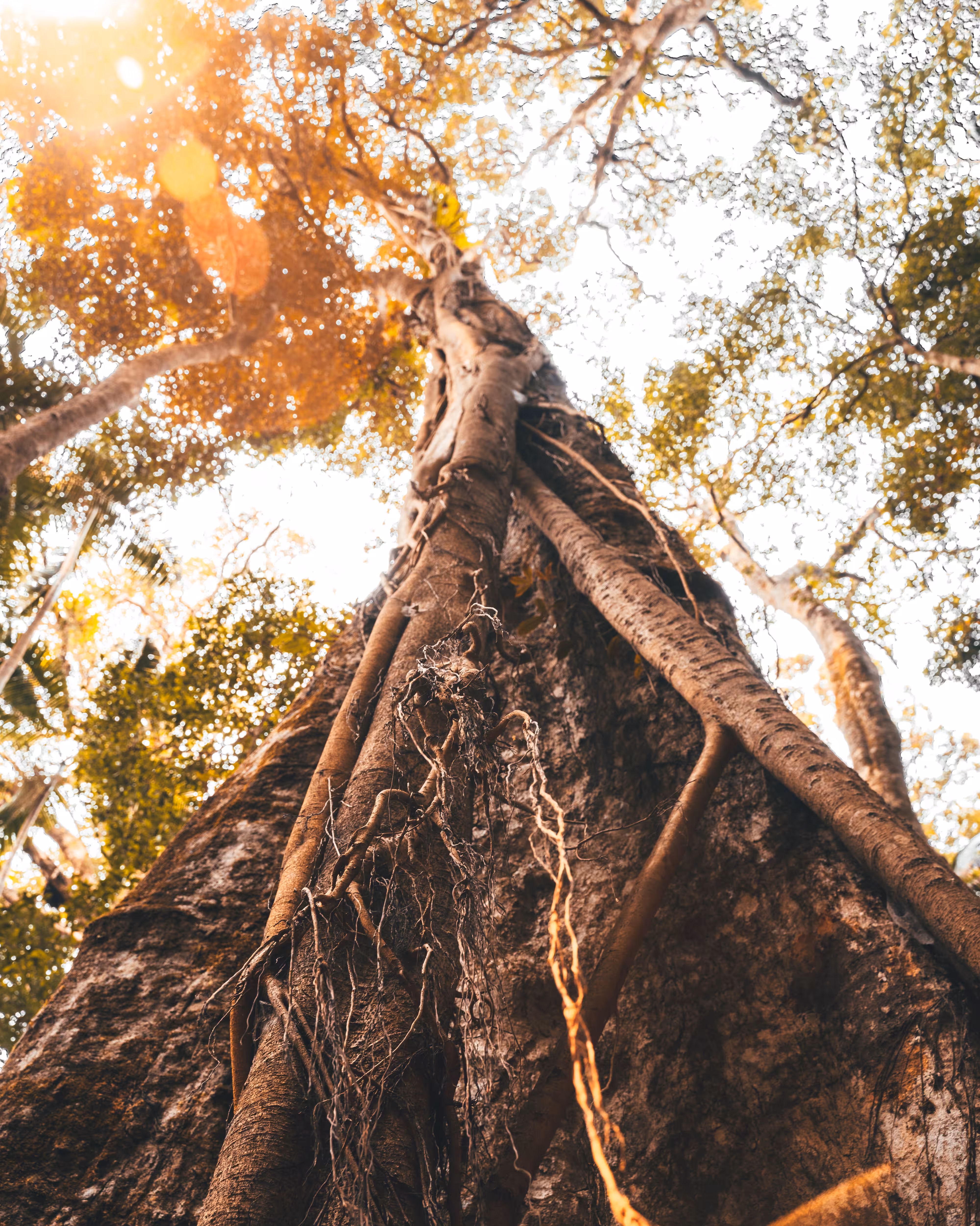 Roots