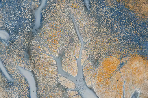 Tree of Life