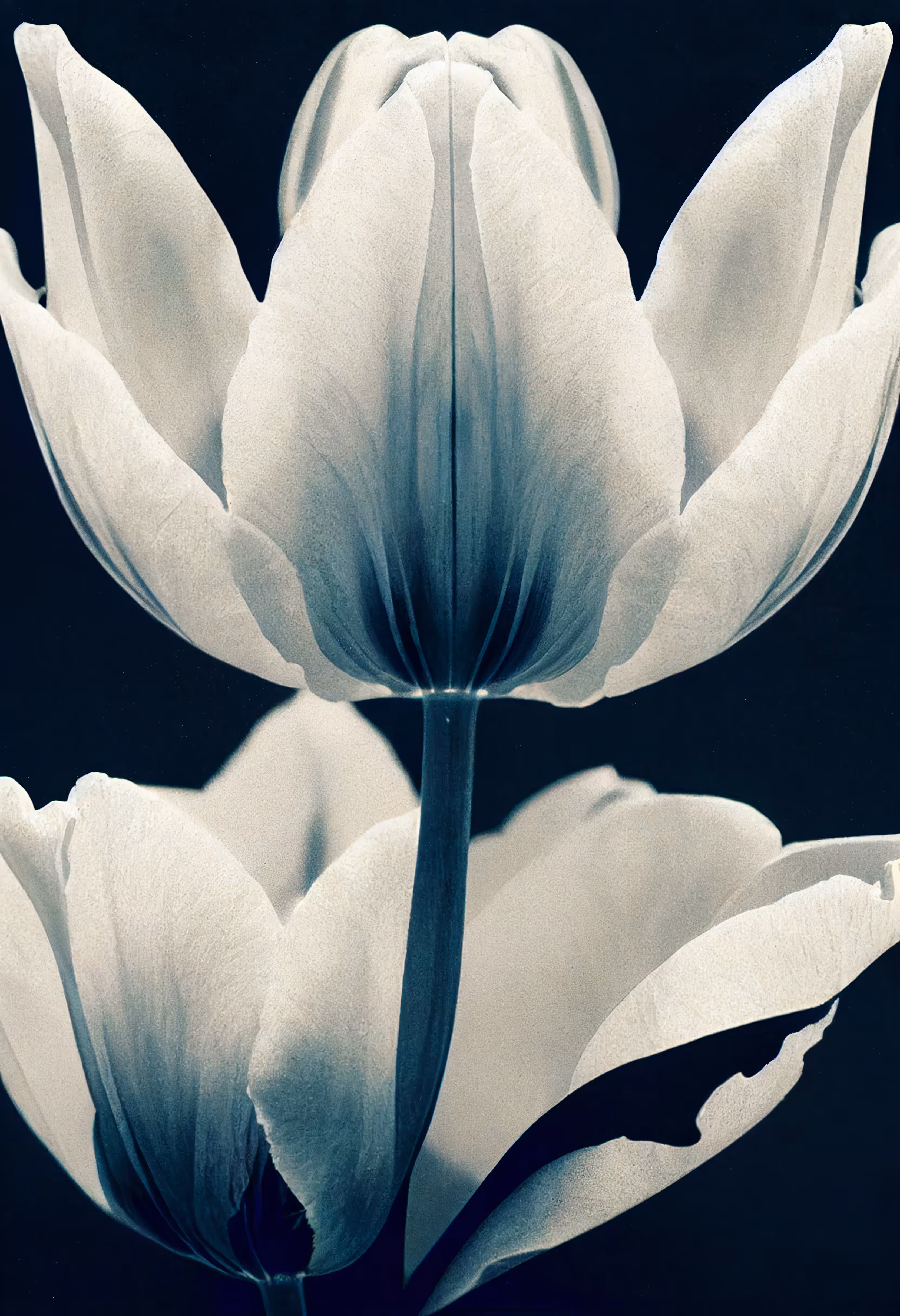 A Flower, Just For You. #251