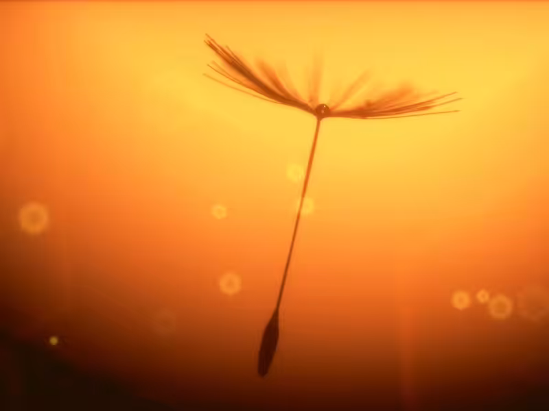 Dandelion