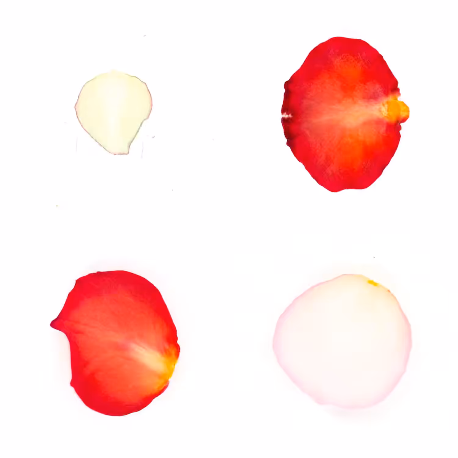 Infinite Petals 2x2#3436