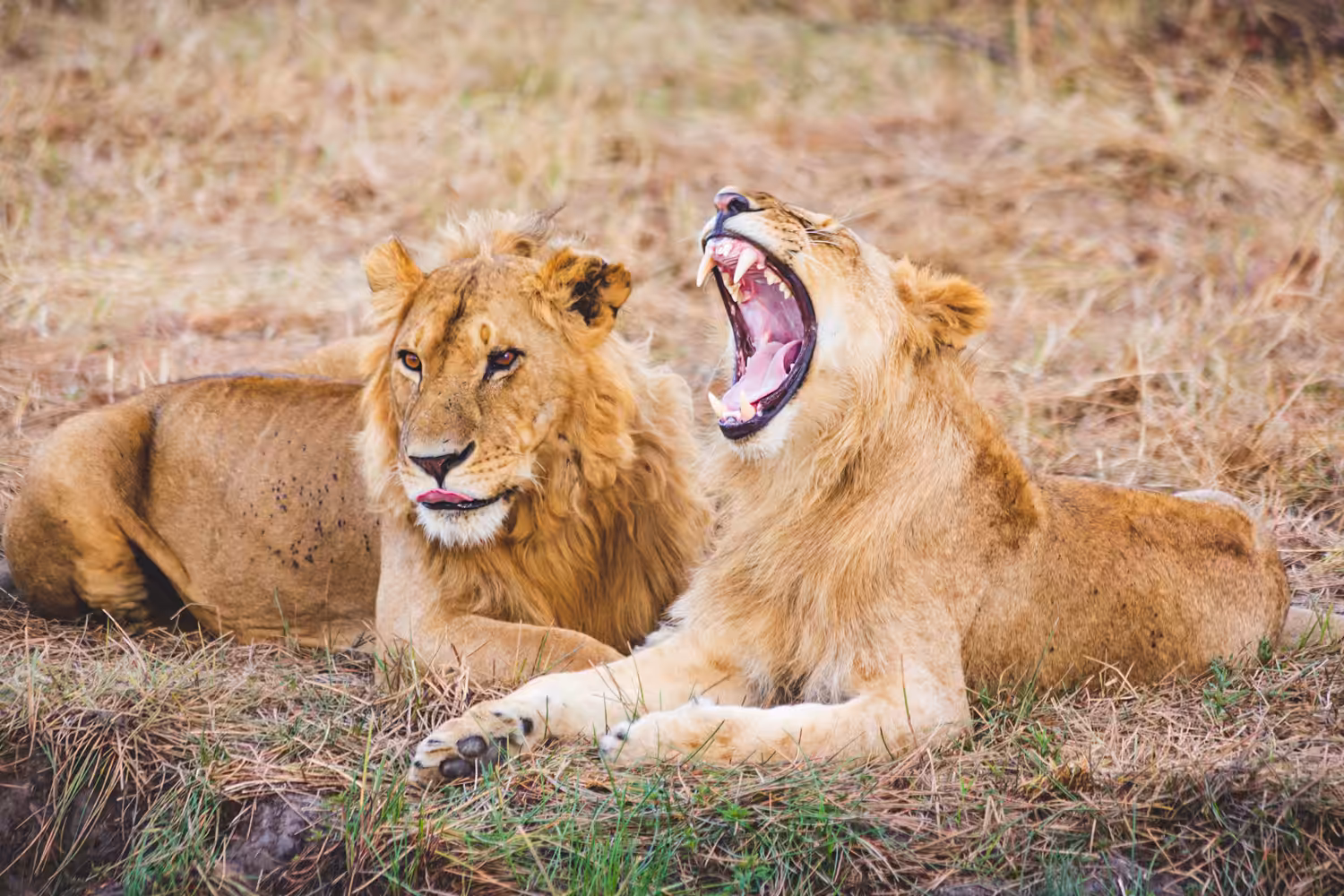 #01 Lazy Lions