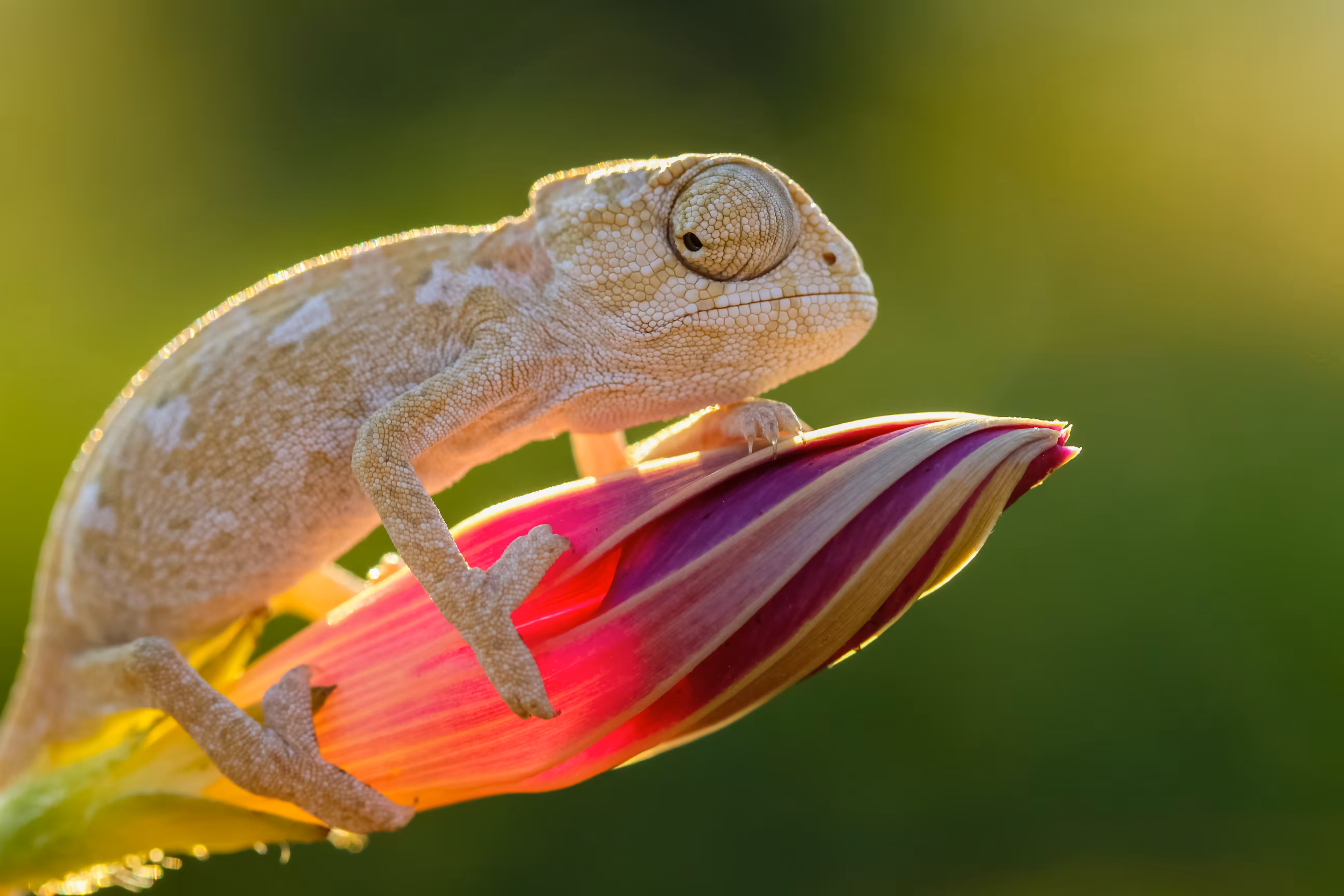 serious chameleon