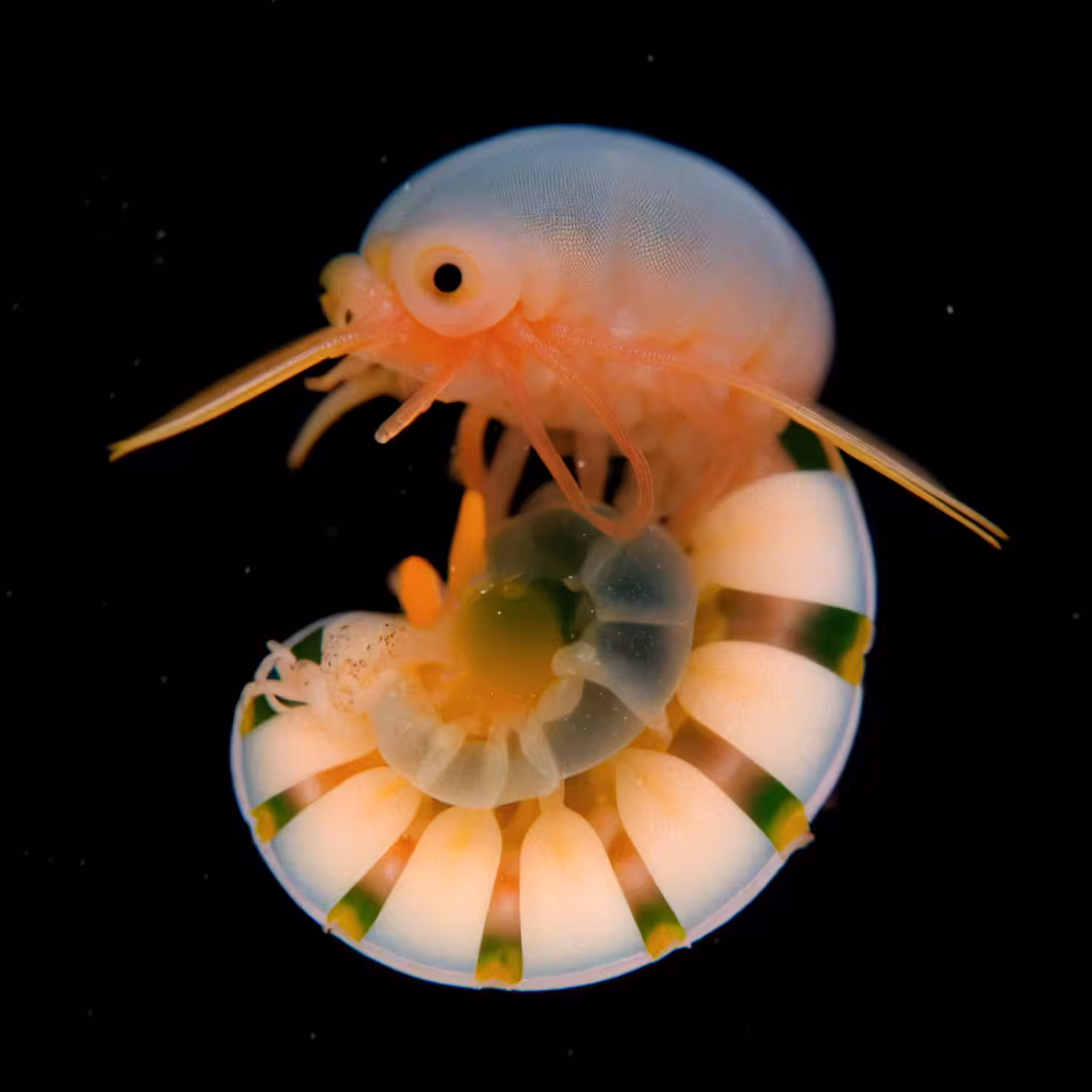 Crustacea Lucida