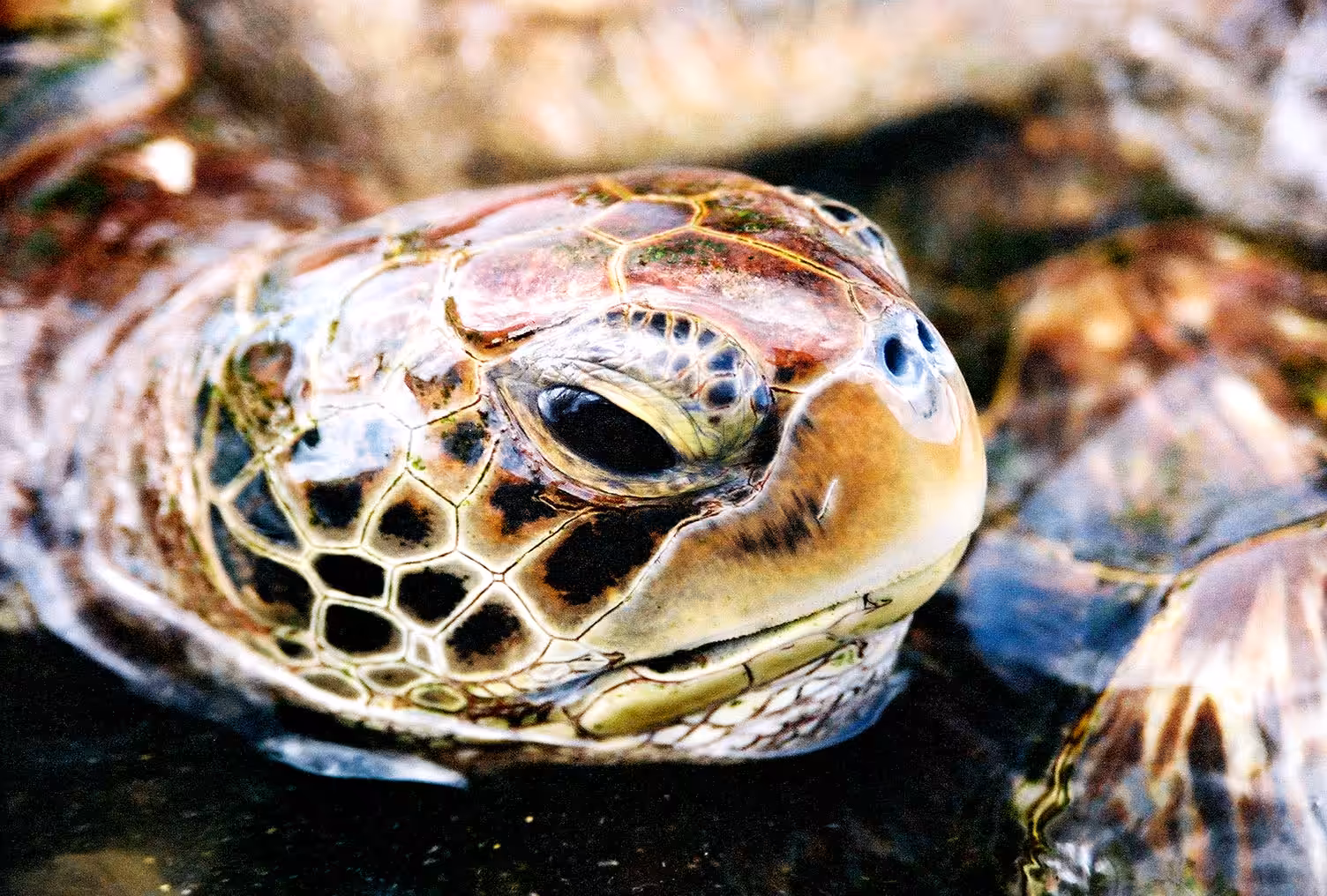 Sad Turtle