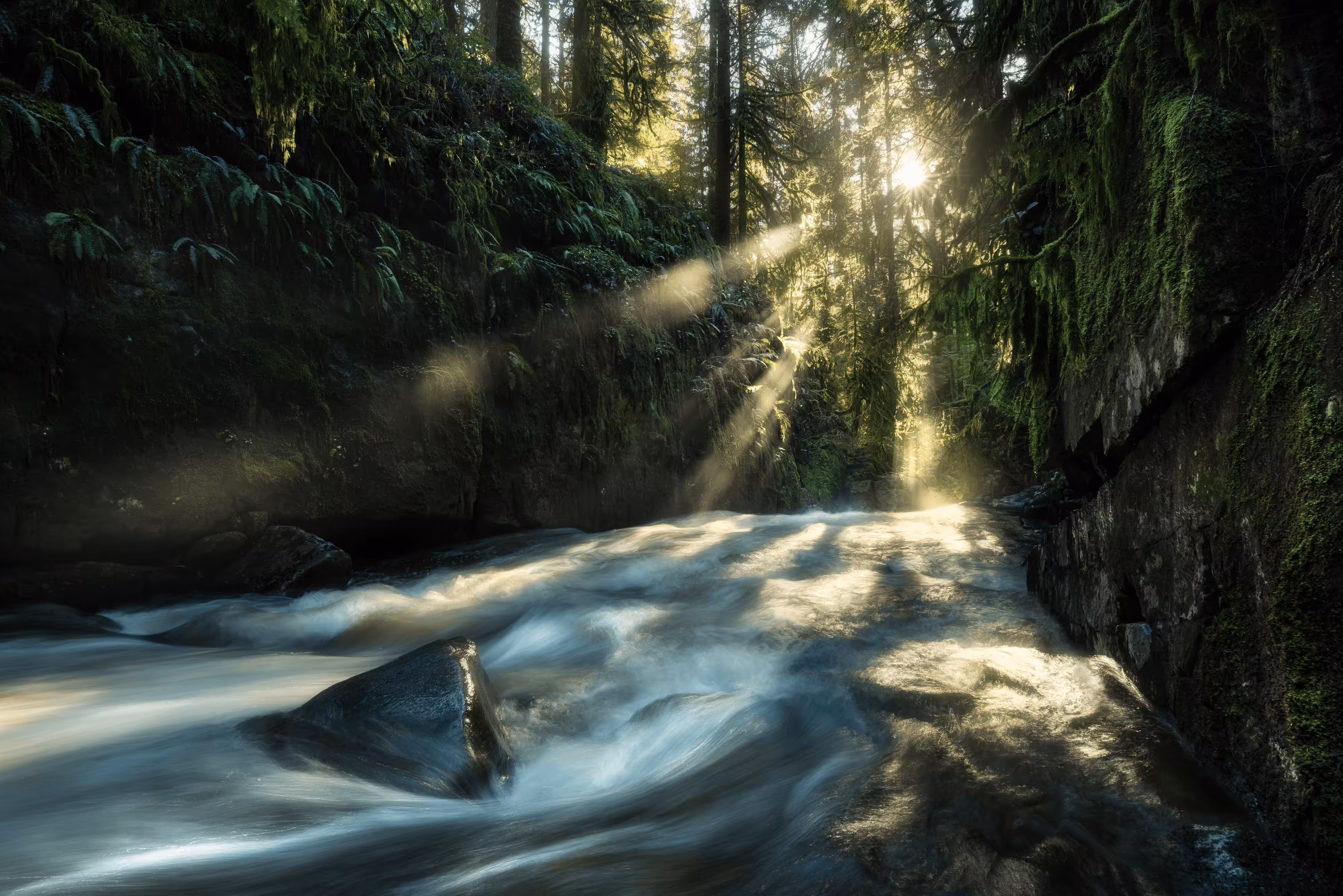 #7 - Rainforest Zen