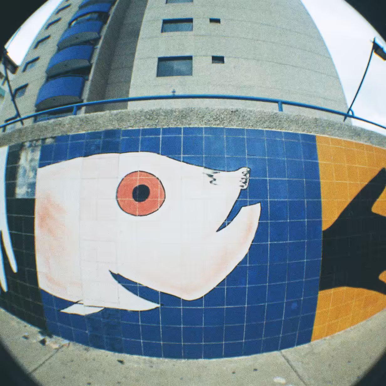 Fish captured by a Fisheye