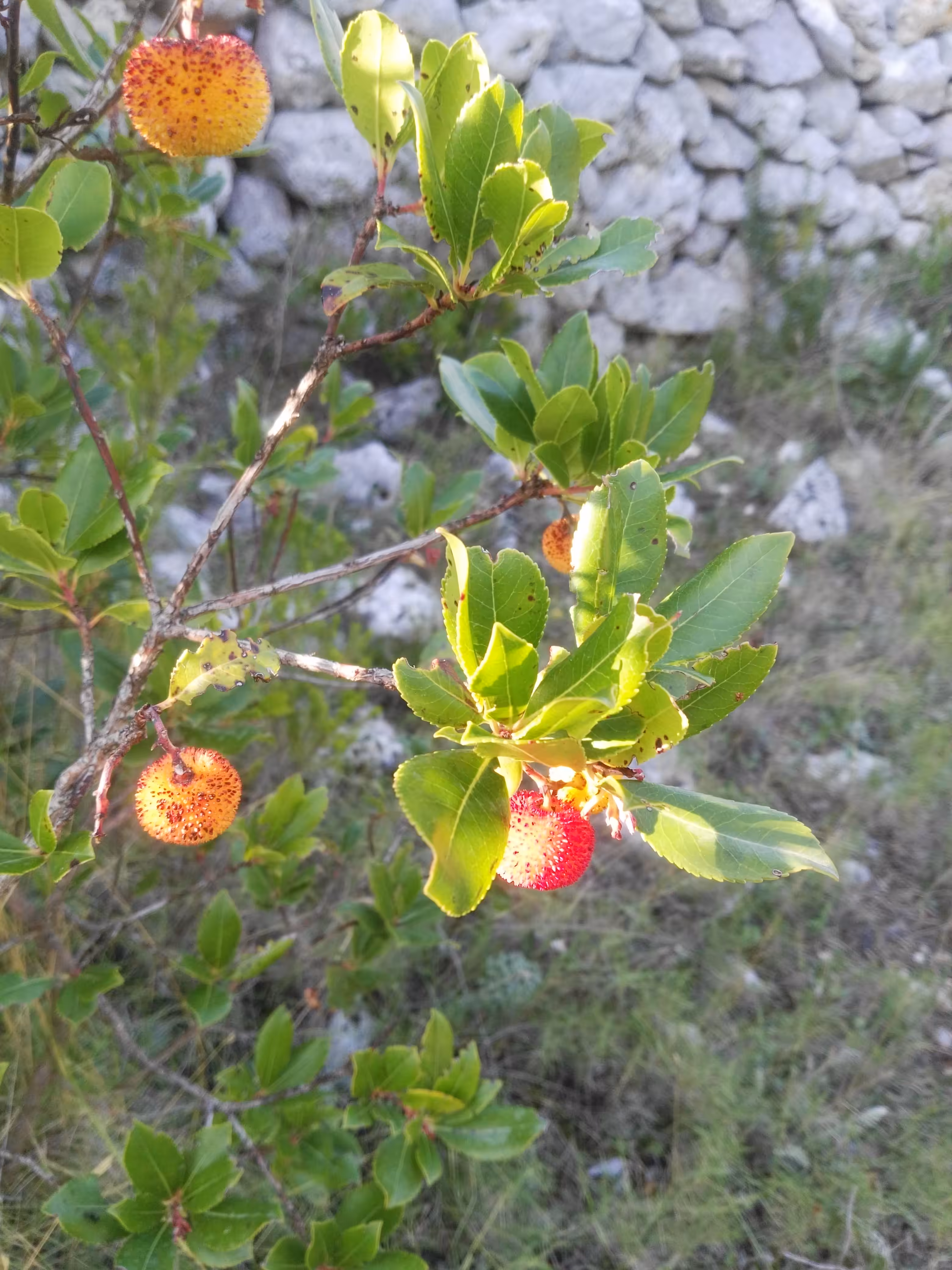 L'arbre à fraises