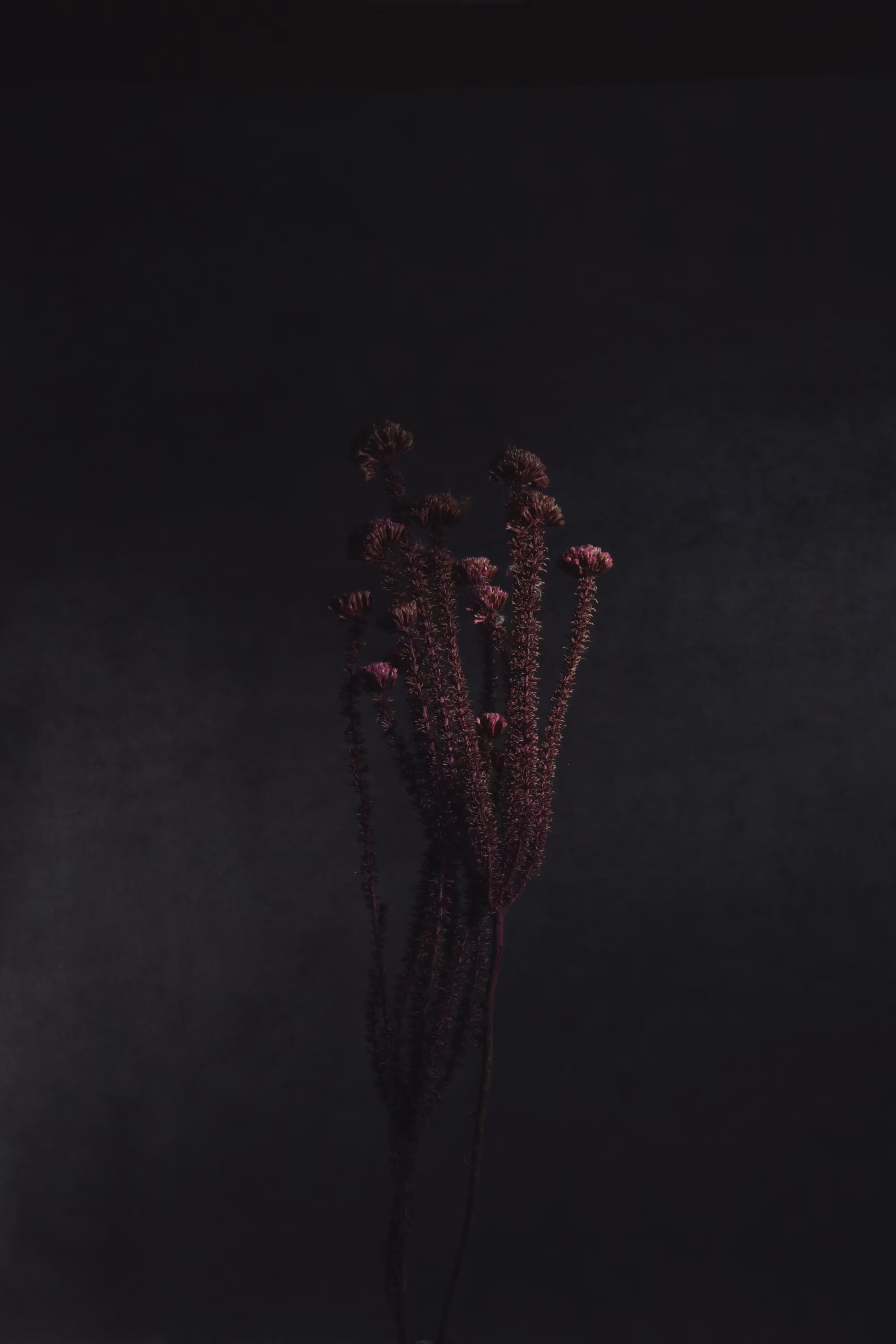 Portrait of The Deceased - together