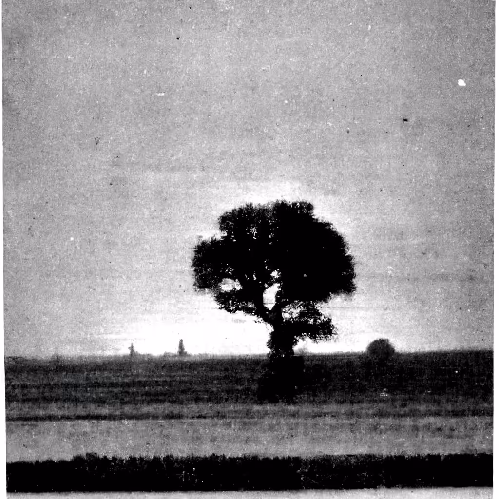 LF003-105-Tree in field