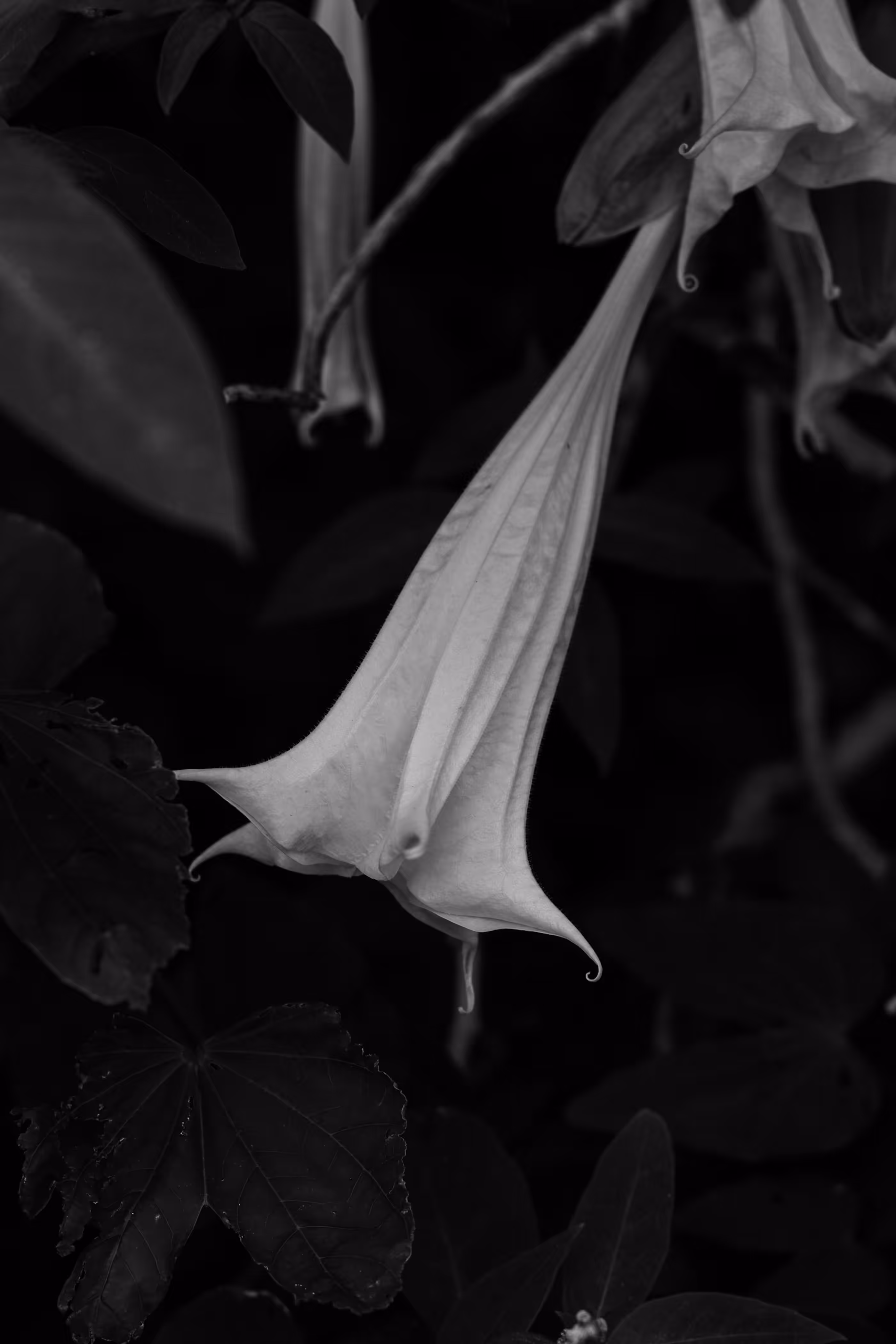 Brugmansia suaveolens