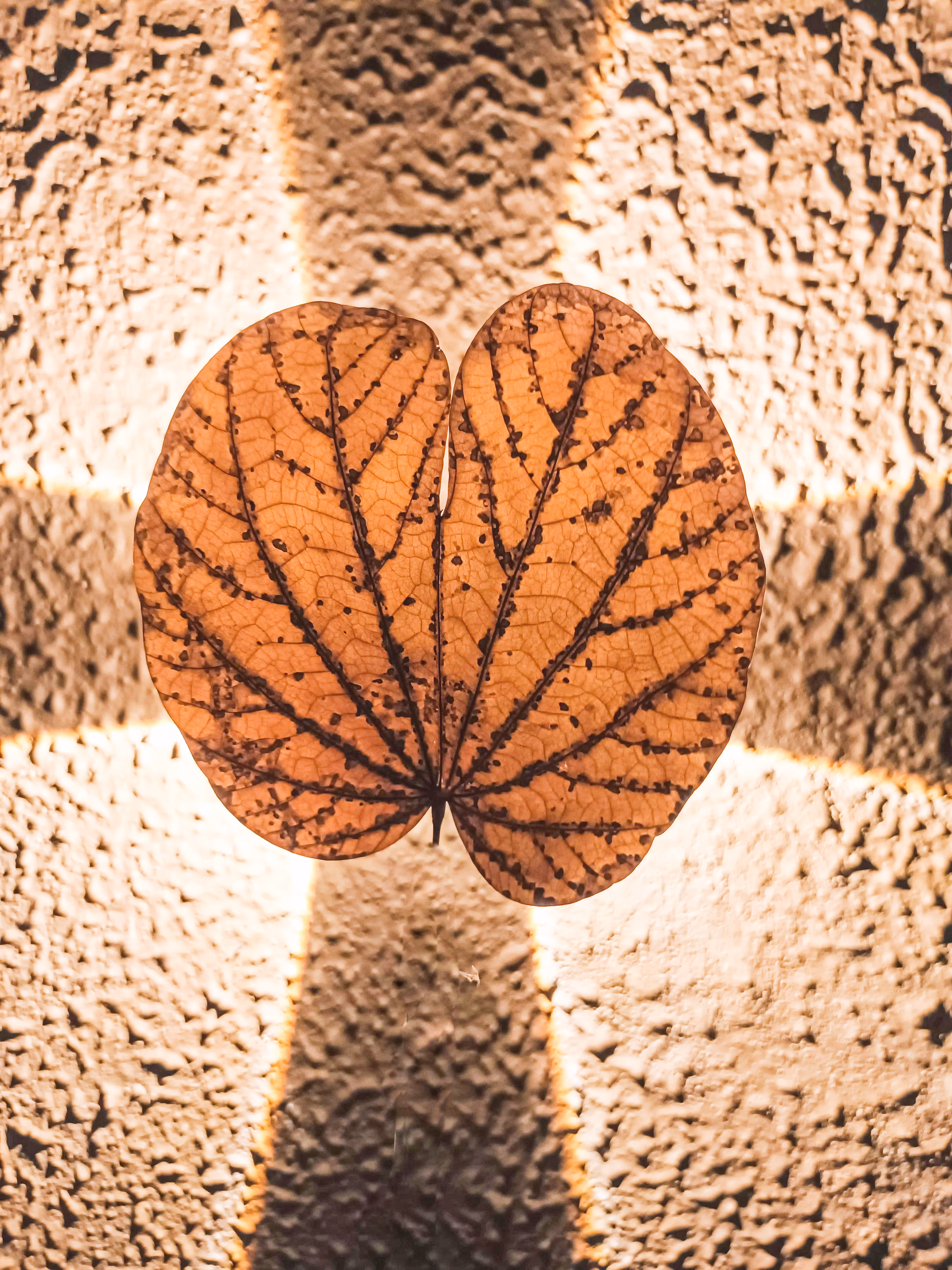 Nature Vibes: Golden Leaf