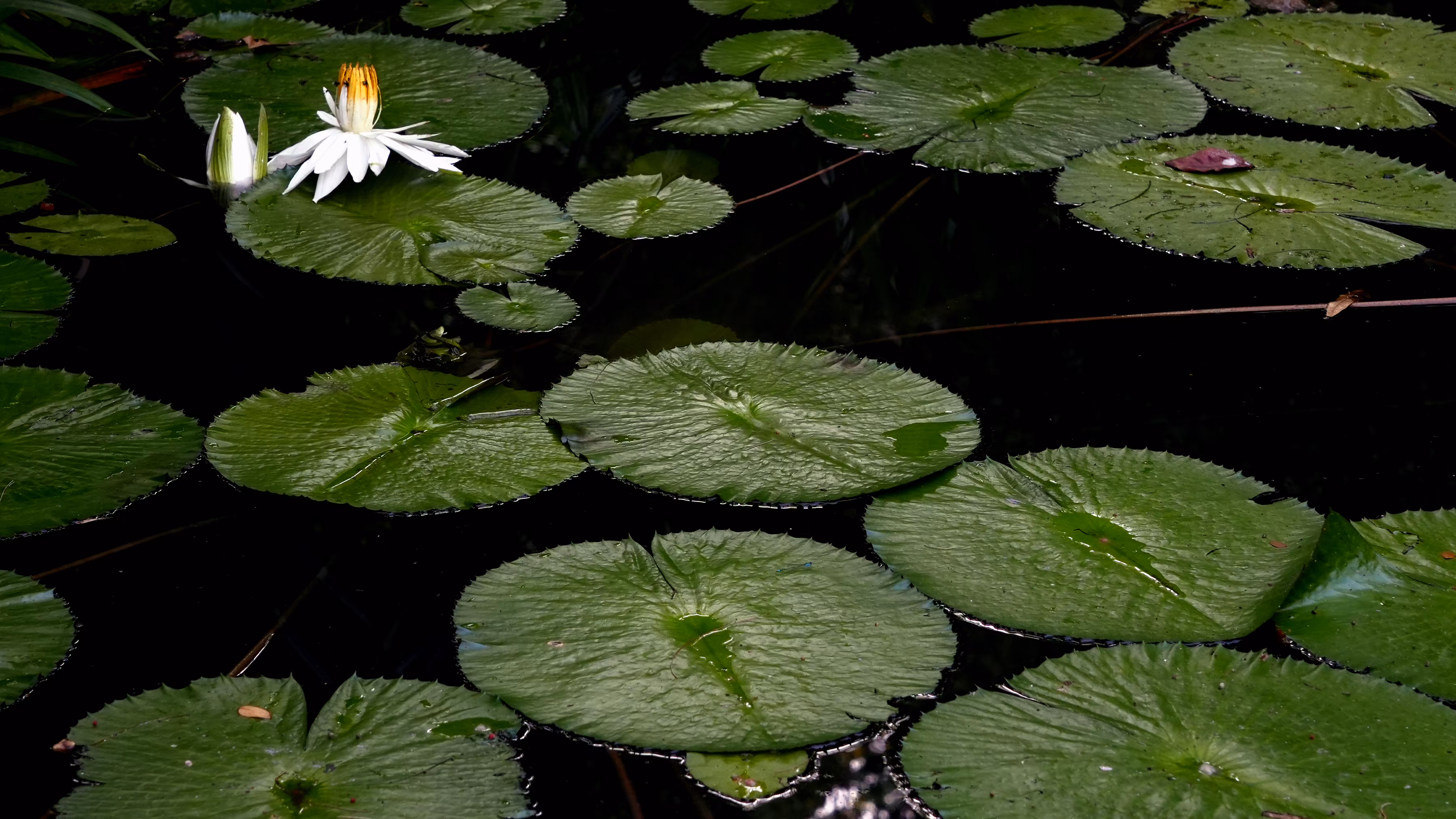 Among the Lilies