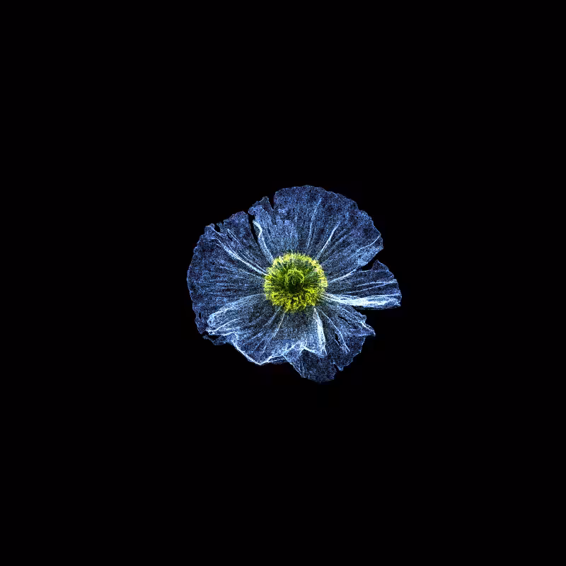 White Poppy 30 #158