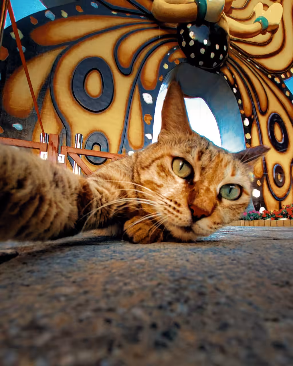 Cat-fie
