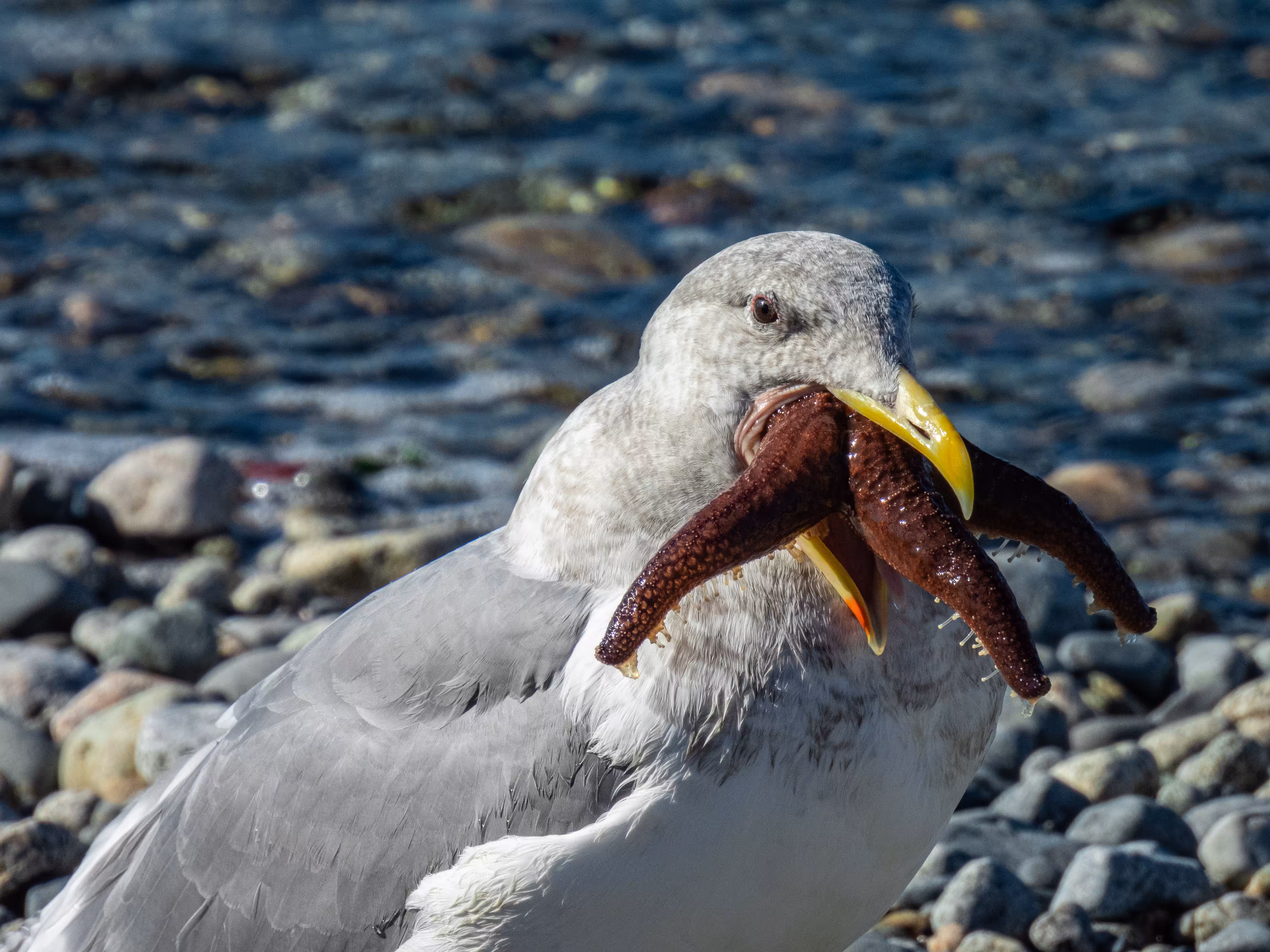 Seagull Feast